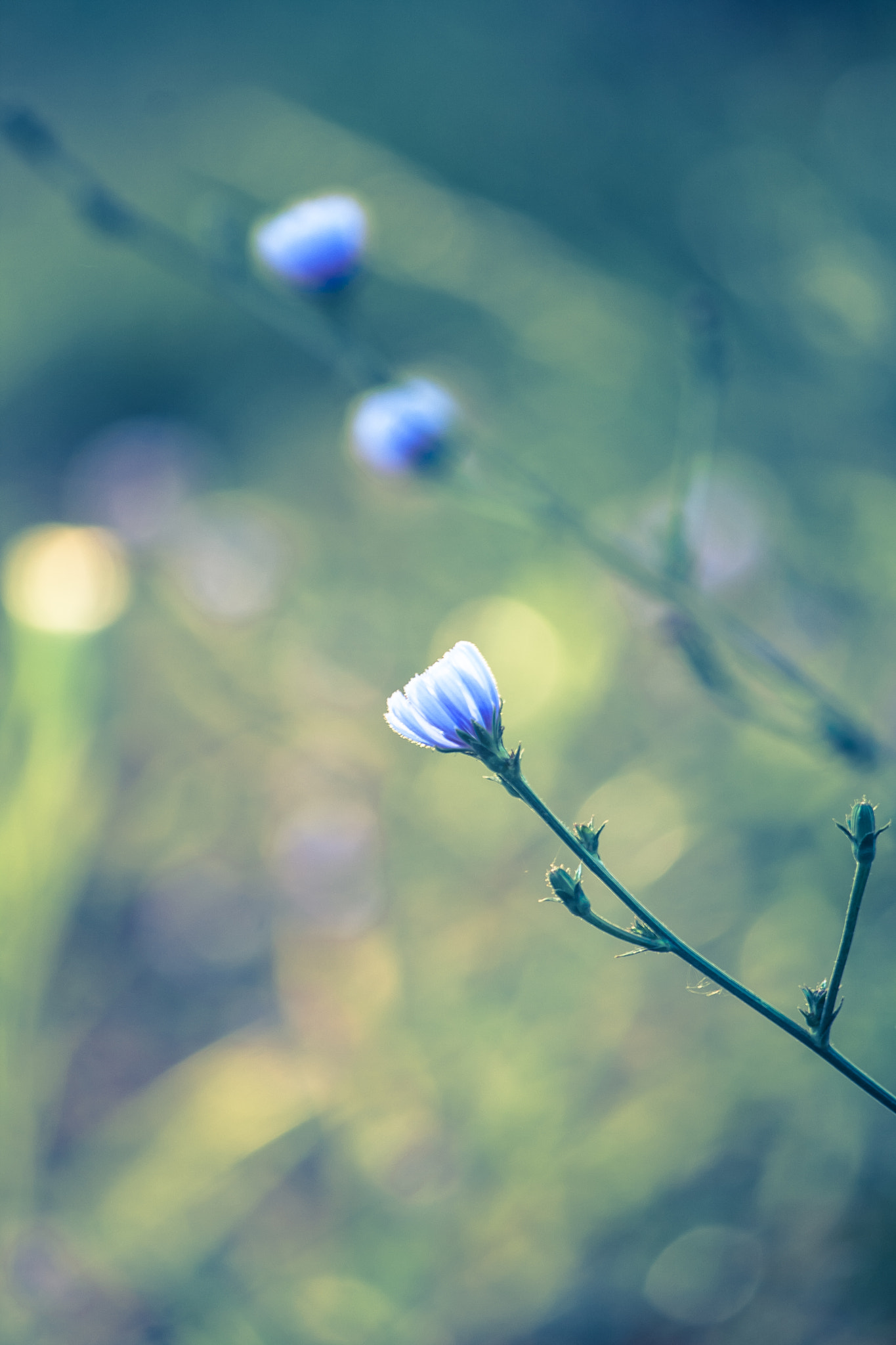 Canon EF-S 55-250mm F4-5.6 IS sample photo. Spring morning photography