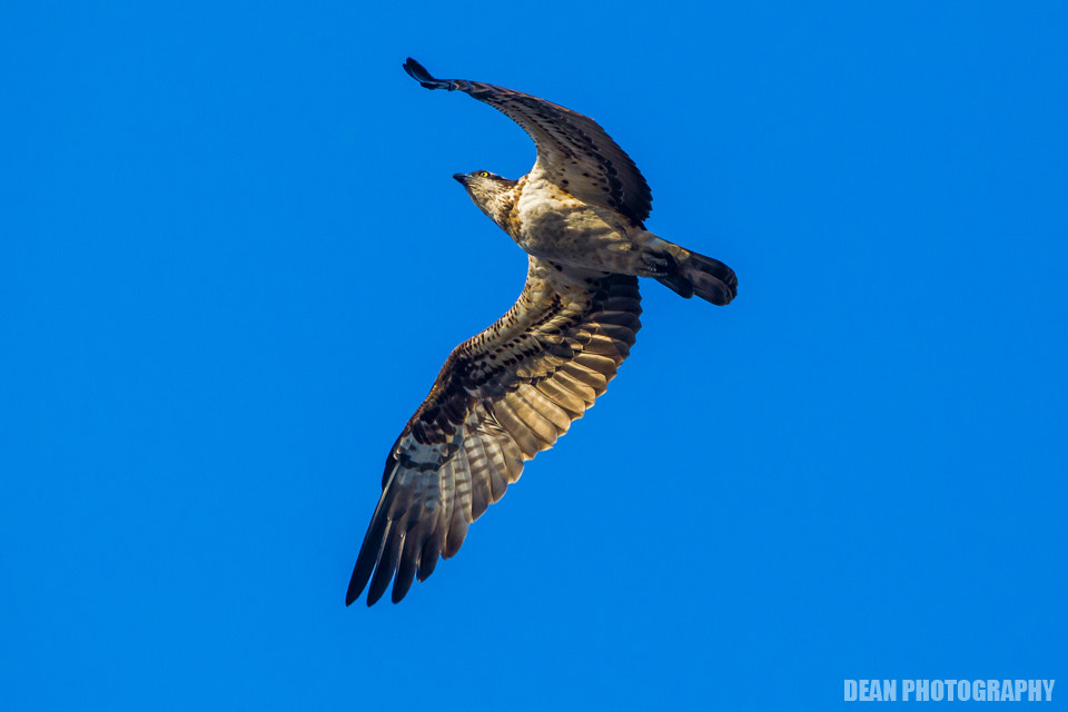 Tamron SP 150-600mm F5-6.3 Di VC USD sample photo. Flying photography