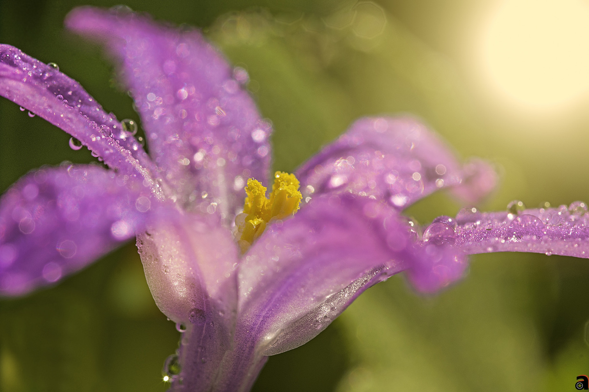 Sigma 105mm F2.8 EX DG OS HSM sample photo