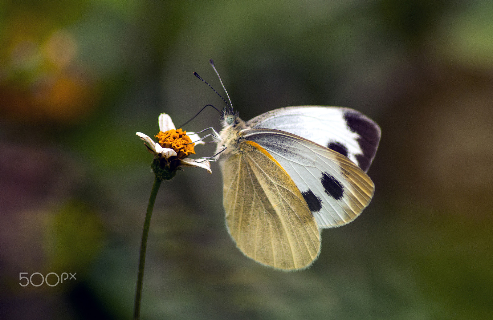 Nikon D90 sample photo. Pieris rapae (female) photography