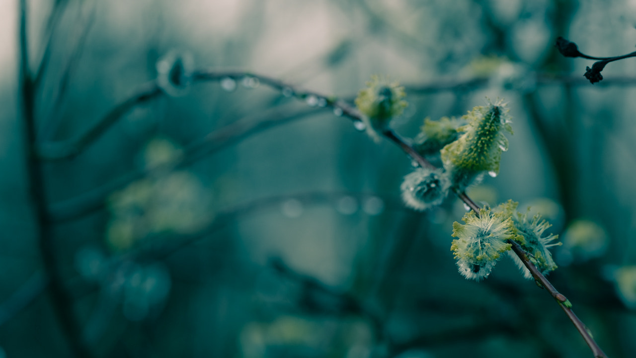 Fujifilm X-Pro2 + Fujifilm XF 90mm F2 R LM WR sample photo. Spring is comming photography