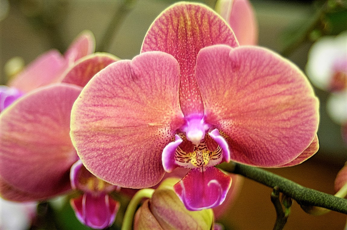 AF Zoom-Nikkor 35-70mm f/3.3-4.5 N sample photo. Multi-colored orchid. photography