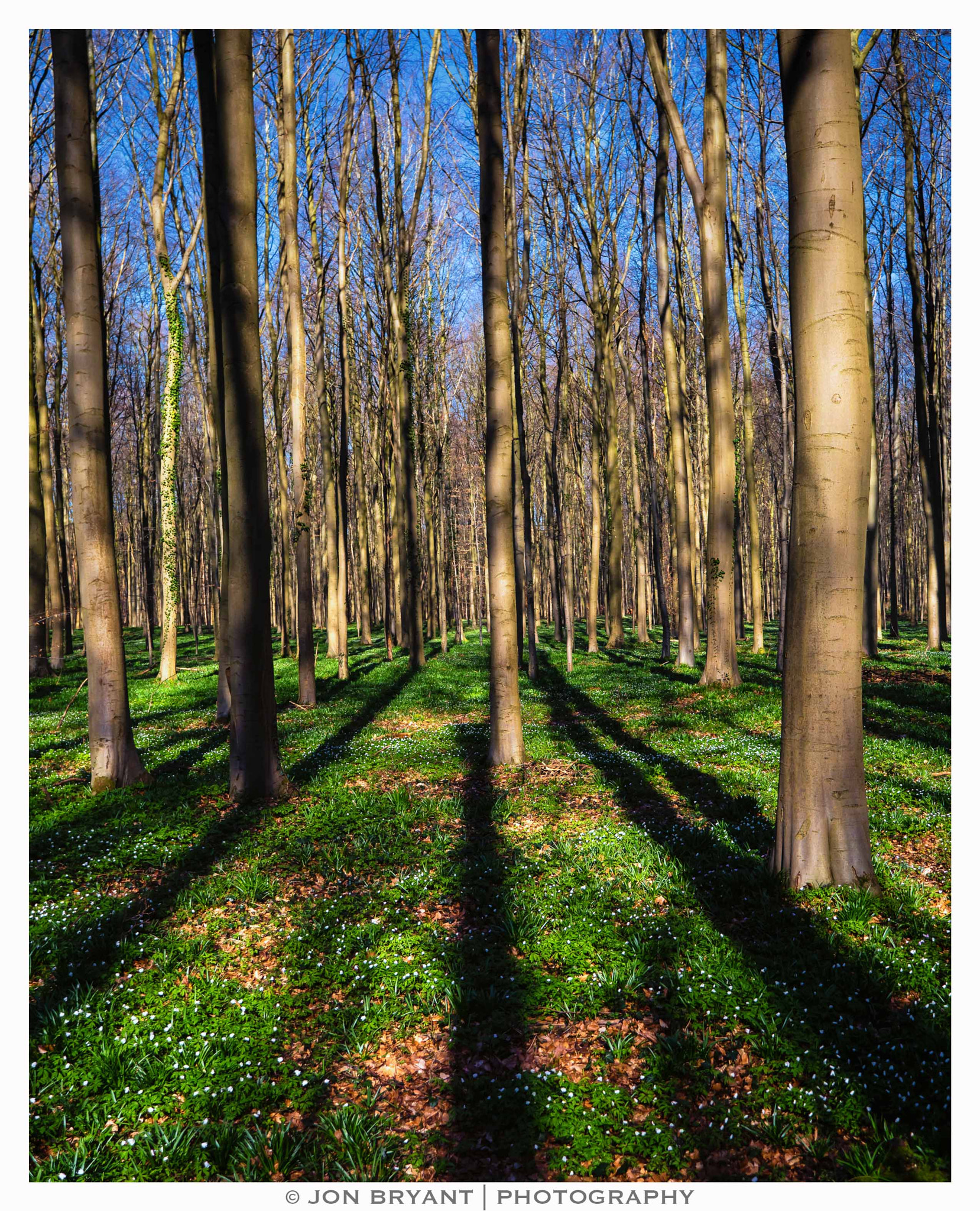 Panasonic Lumix DMC-GX8 sample photo. Springtime shadows & light photography