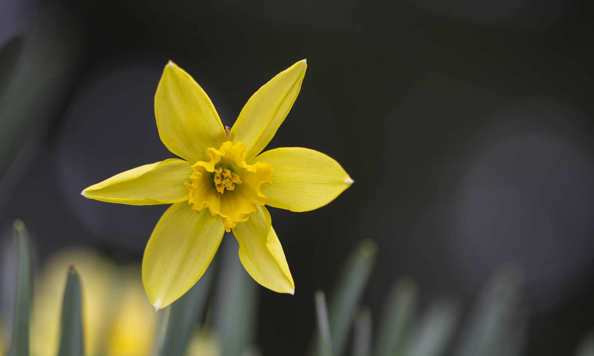 Sigma 105mm F2.8 EX DG OS HSM sample photo. Narciso photography