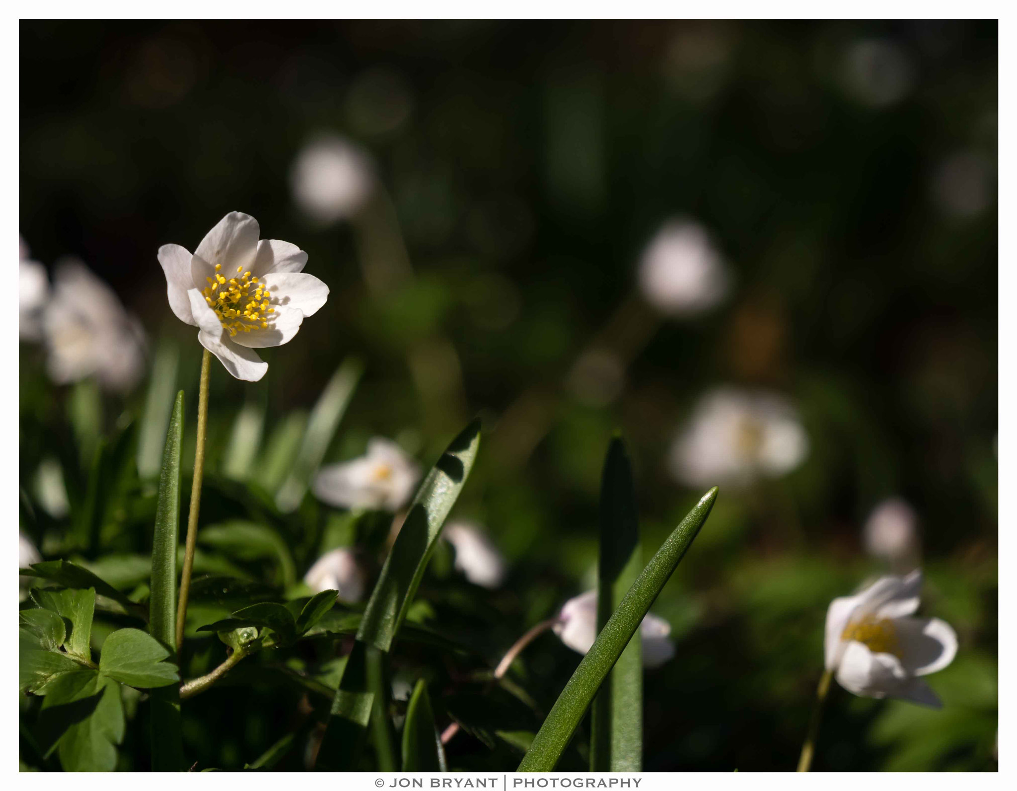 Panasonic Lumix DMC-GX8 sample photo. Anemone nemorosa photography