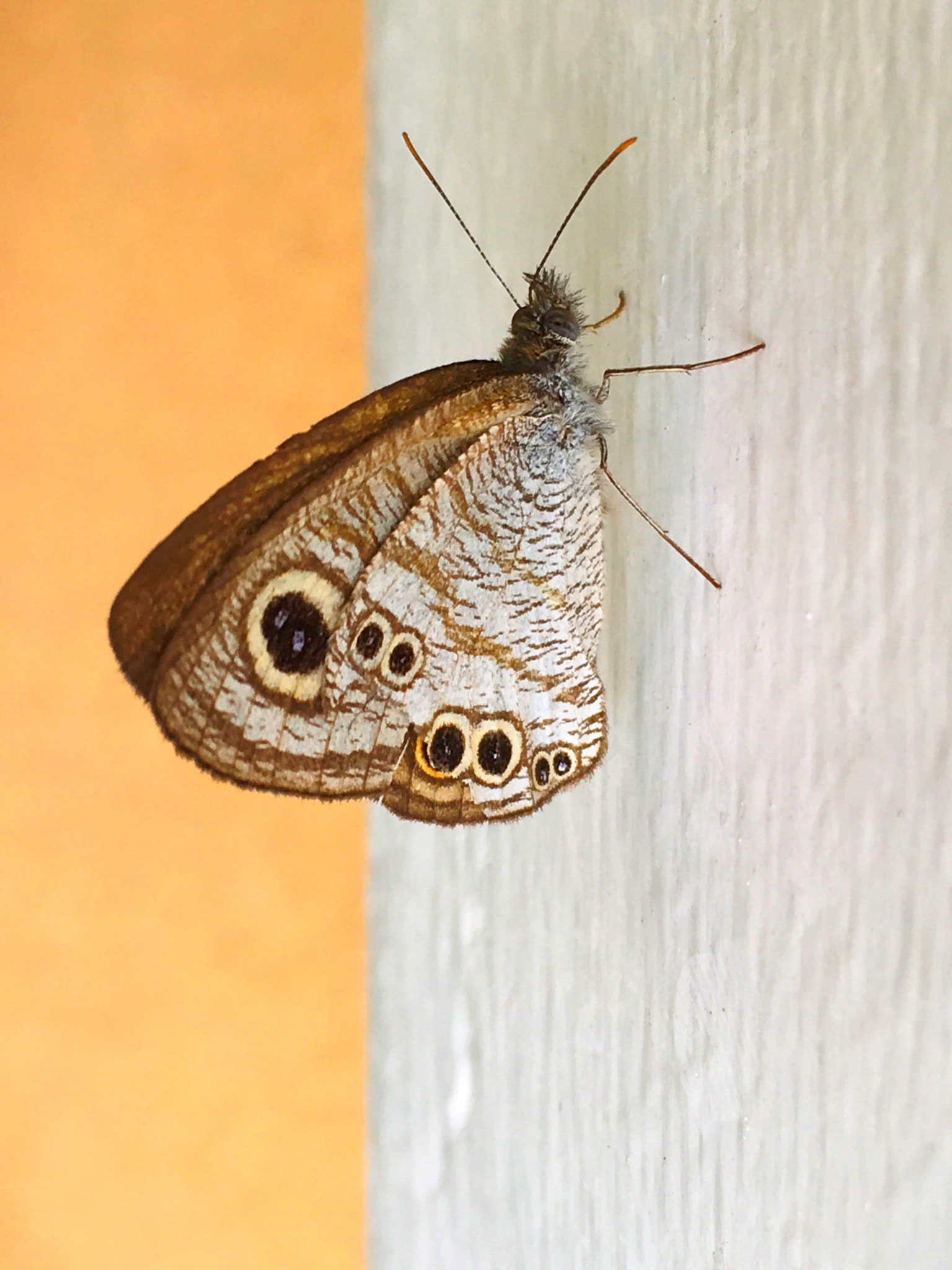 Apple iPhone8,1 sample photo. * butterfly photography