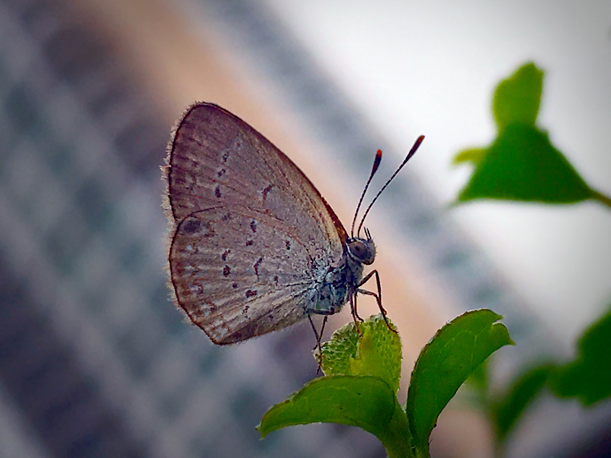 Apple iPhone8,1 sample photo. * butterfly photography