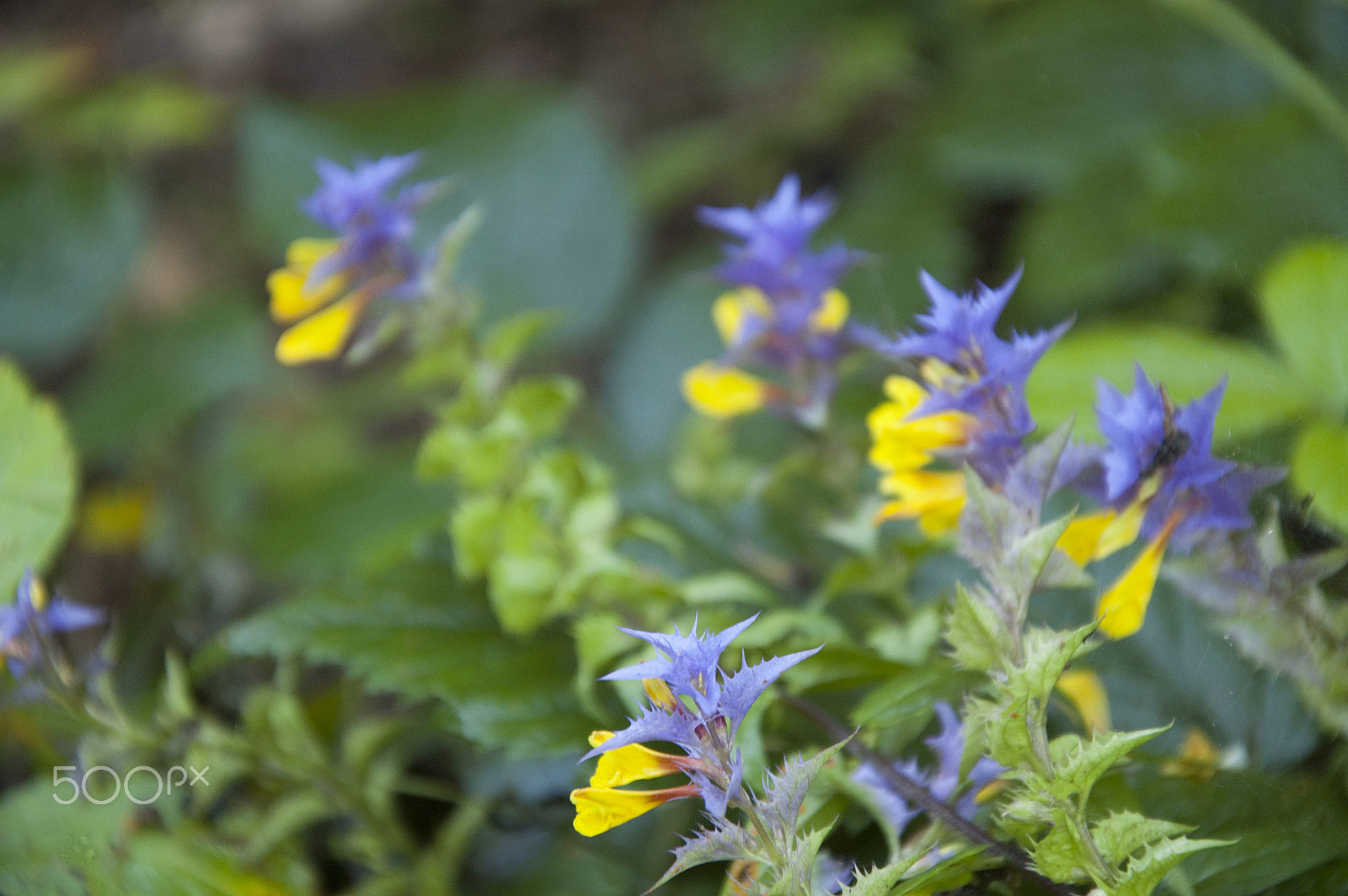 Nikon D40 sample photo. Wildflowers photography