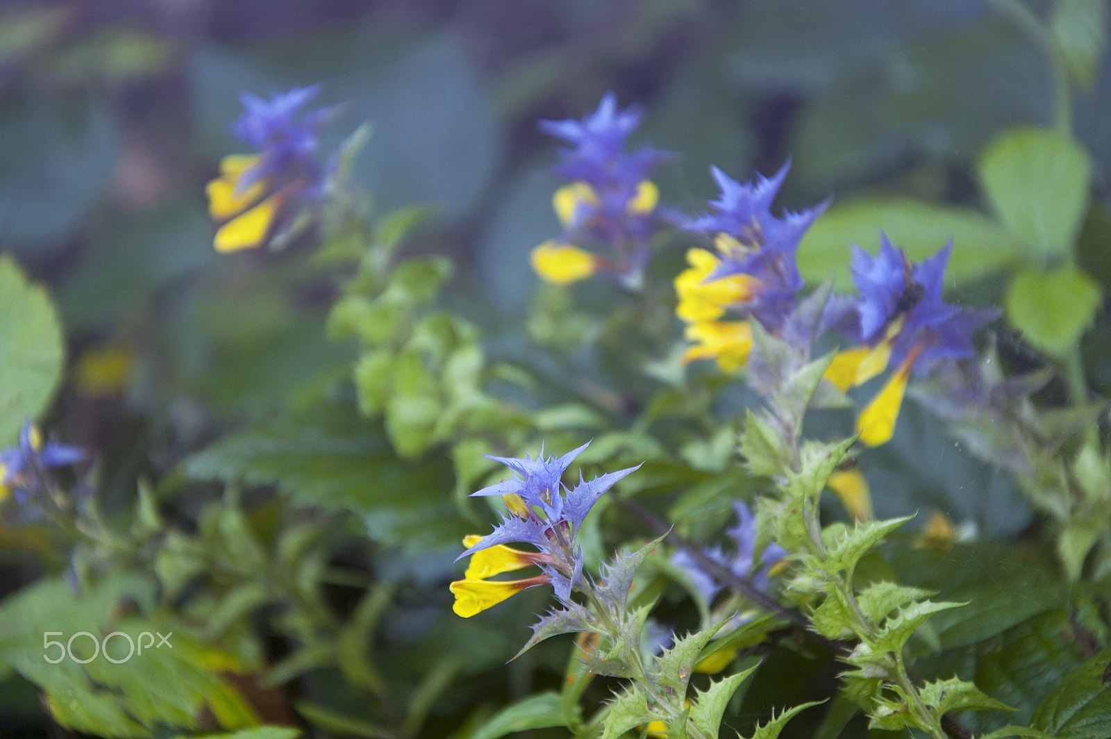 Nikon D40 sample photo. Wildflowers photography