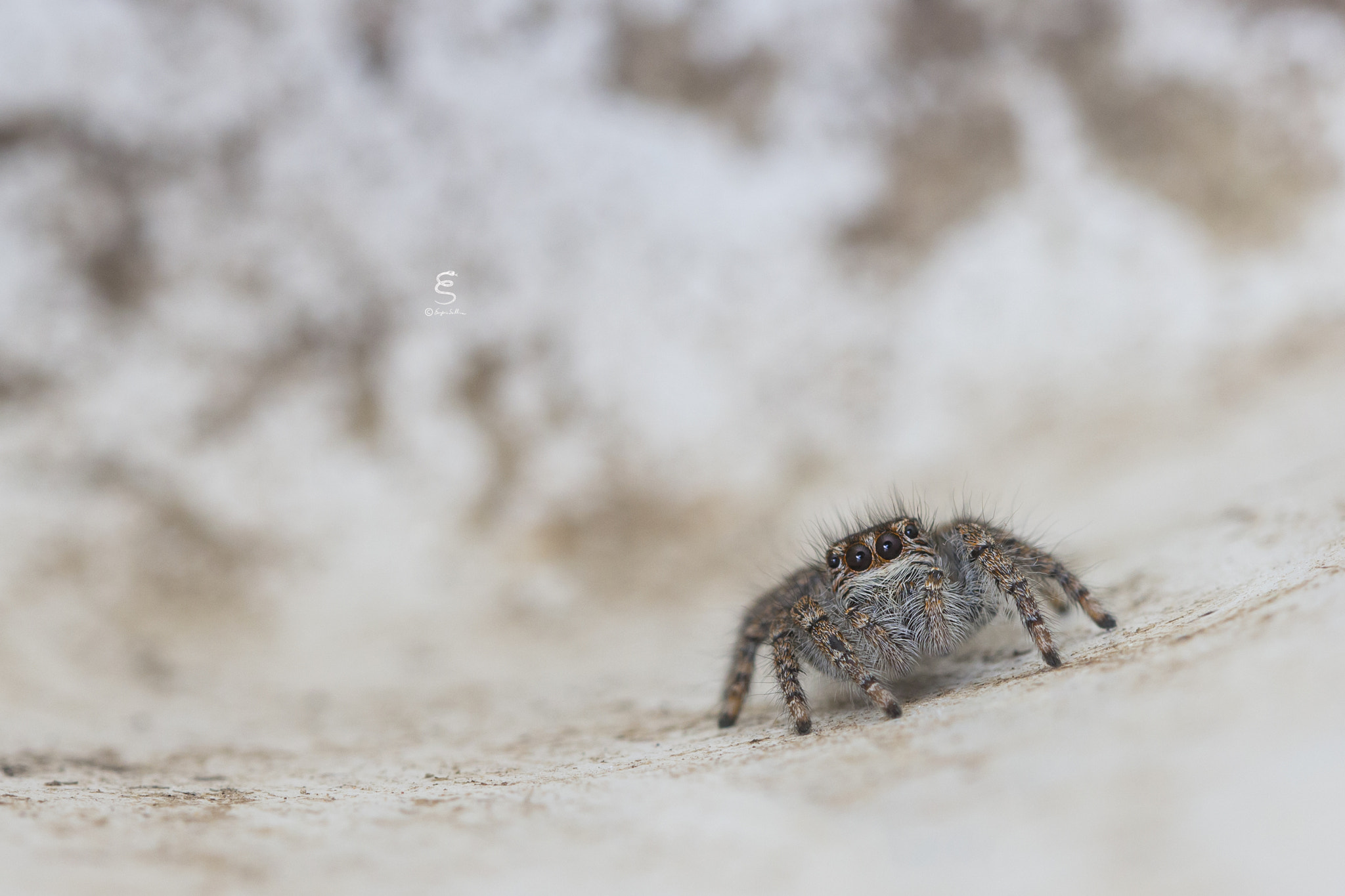 Sigma 105mm F2.8 EX DG OS HSM sample photo. Philaeus chrysops ♀ photography
