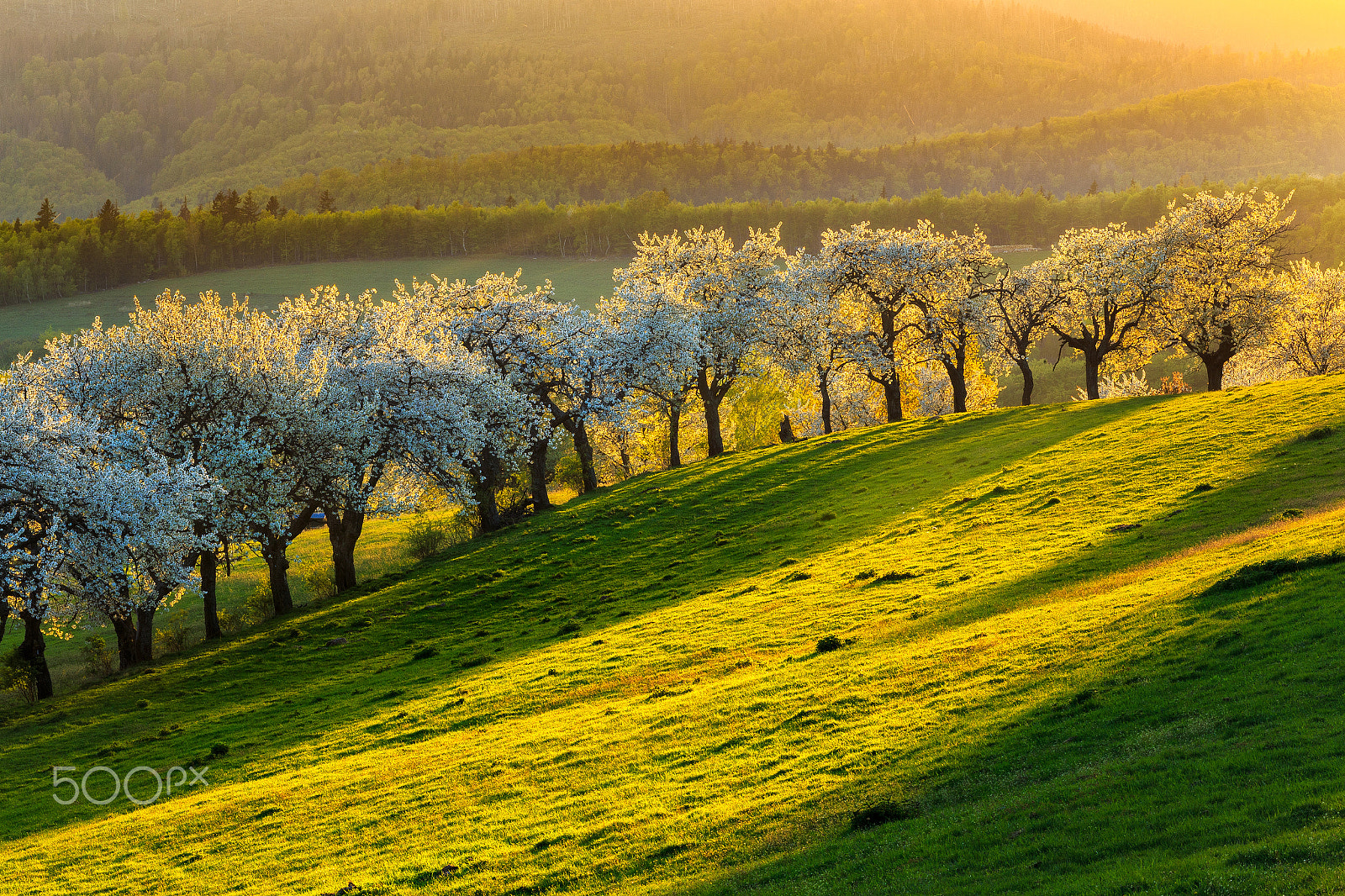 Canon EOS 6D sample photo. Morning cherry orchard in a small village in slovakia photography