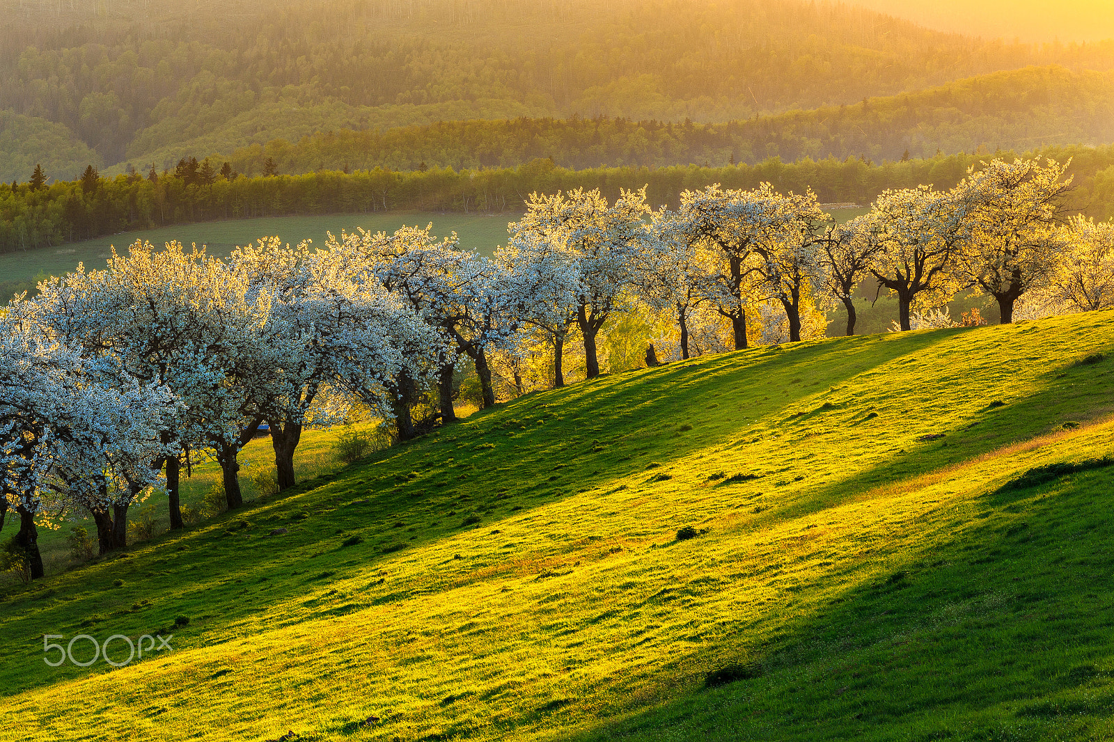 Canon EOS 6D + Tamron SP 35mm F1.8 Di VC USD sample photo. Morning cherry orchard in a small village in slovakia photography