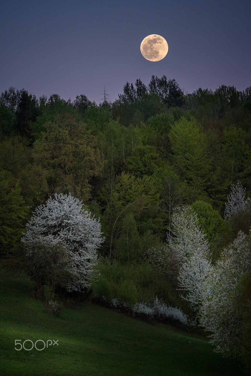 Canon EOS 6D + Tamron SP 35mm F1.8 Di VC USD sample photo. Night cherry orchard with full moon photography