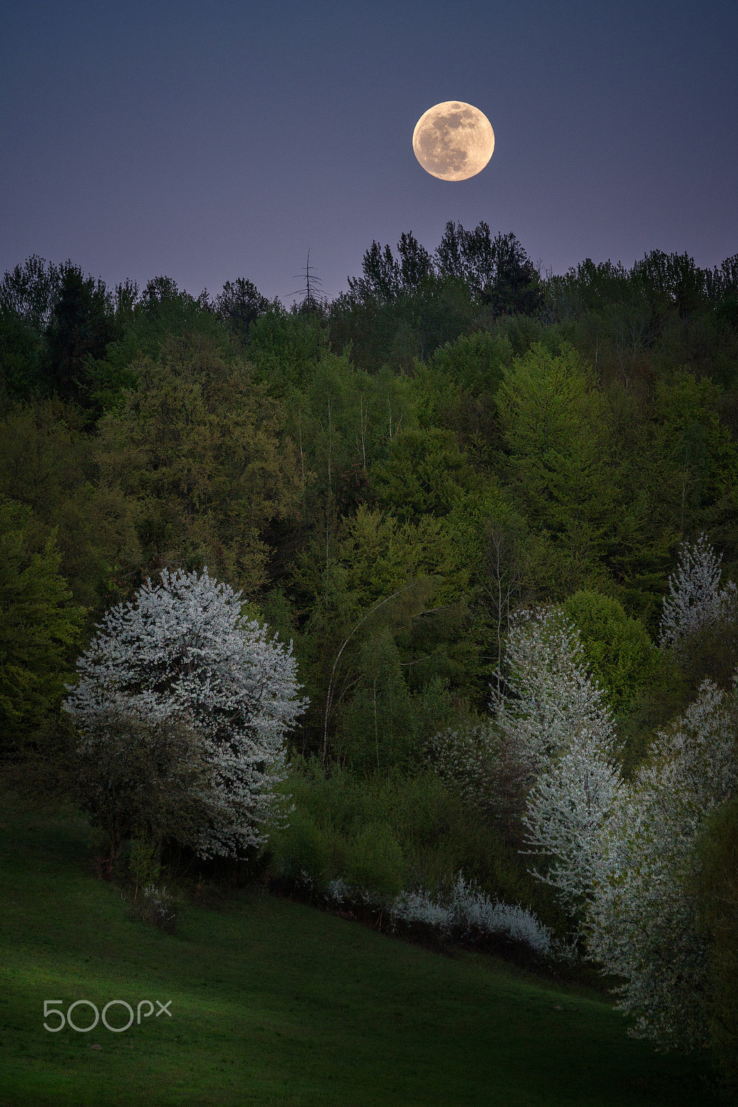 Tamron SP 35mm F1.8 Di VC USD sample photo. Night cherry orchard with full moon photography