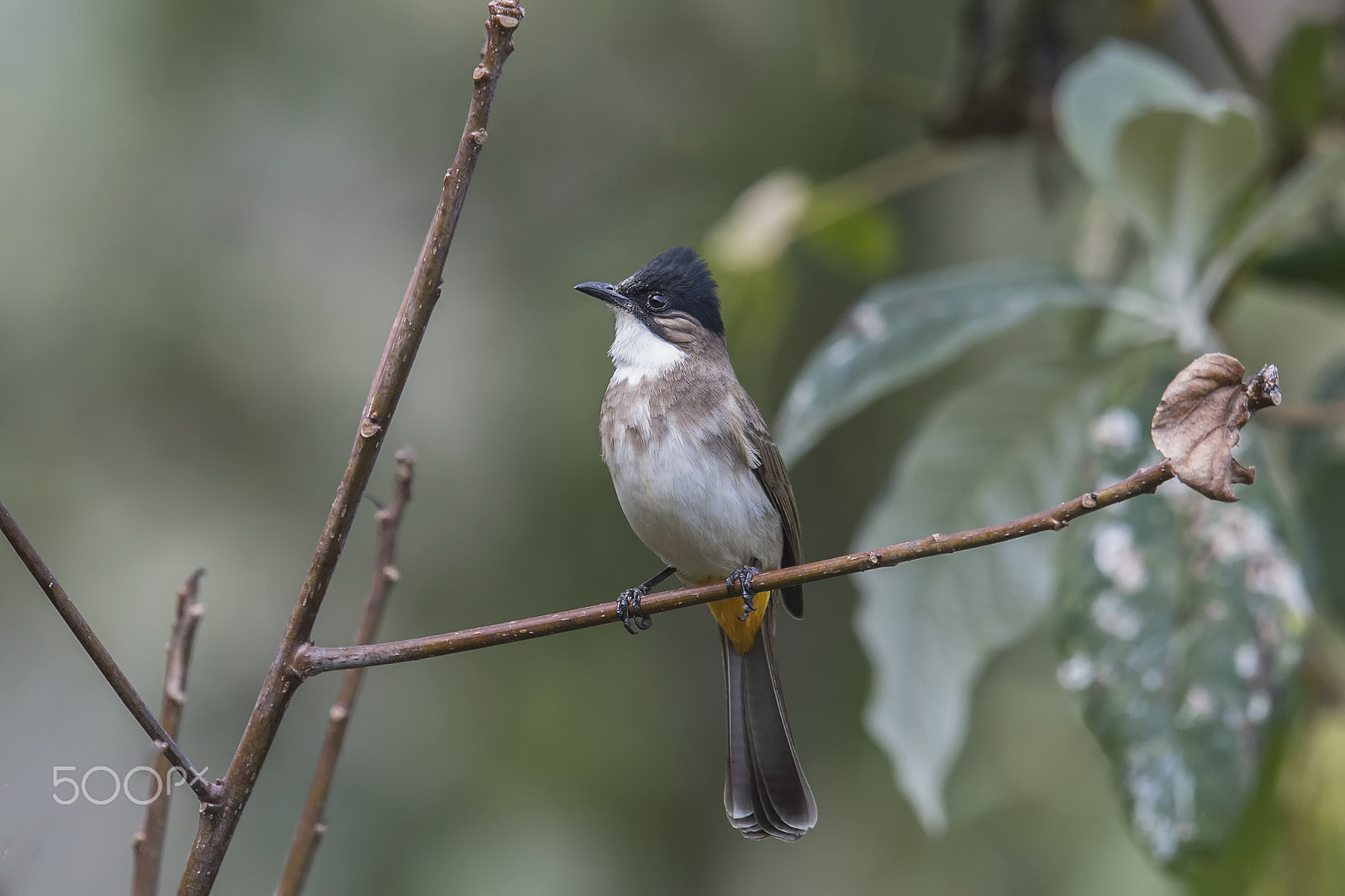 Nikon D4 sample photo. Brown breasted bulbul from yunnan, china photography