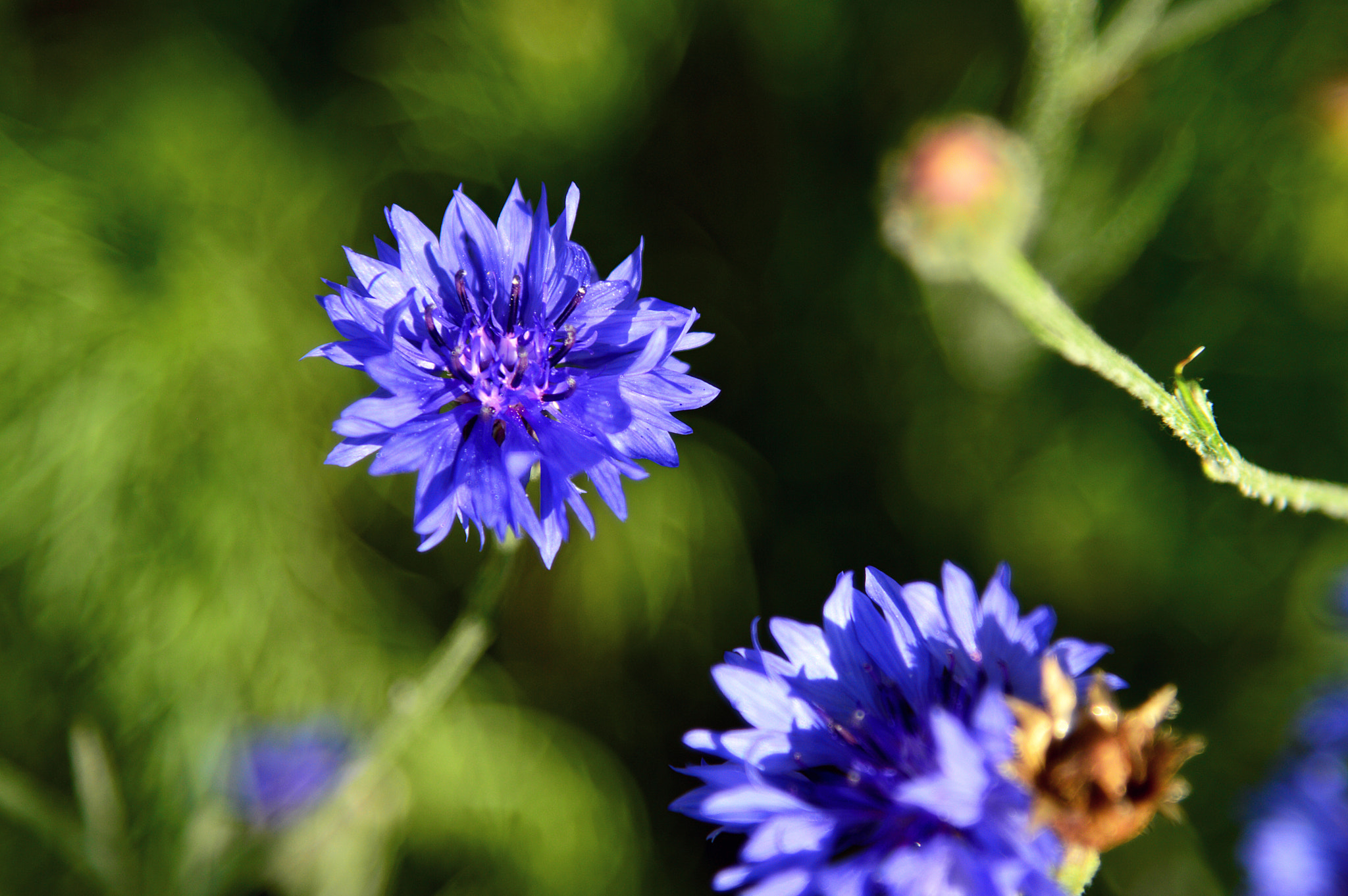 Nikon AF-S Nikkor 24-120mm F4G ED VR sample photo. Dsc photography