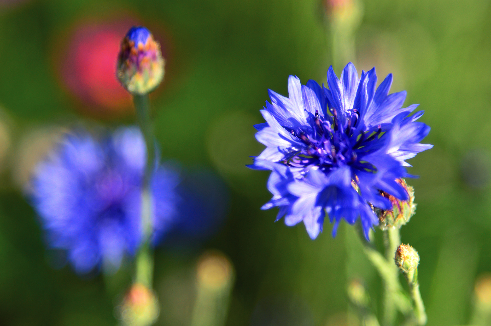 Nikon AF-S Nikkor 24-120mm F4G ED VR sample photo. Dsc photography