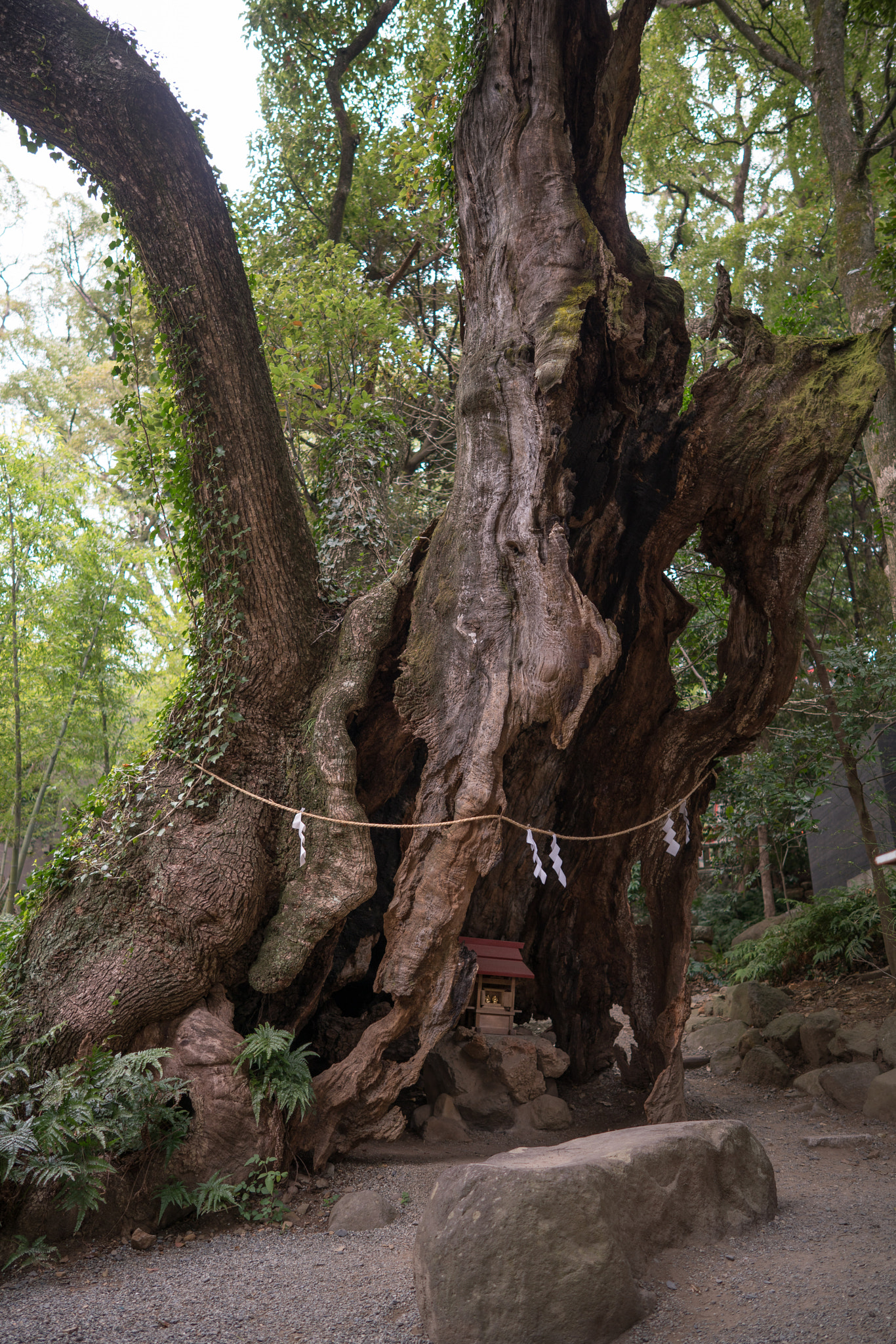 Sony a7R II sample photo. Magic tree at kinomiya shrine in atami photography