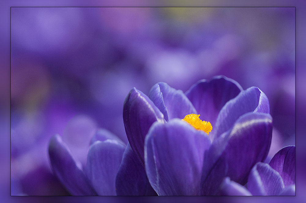 Nikon D300 + Sigma 150mm F2.8 EX DG OS Macro HSM sample photo. Crocus photography