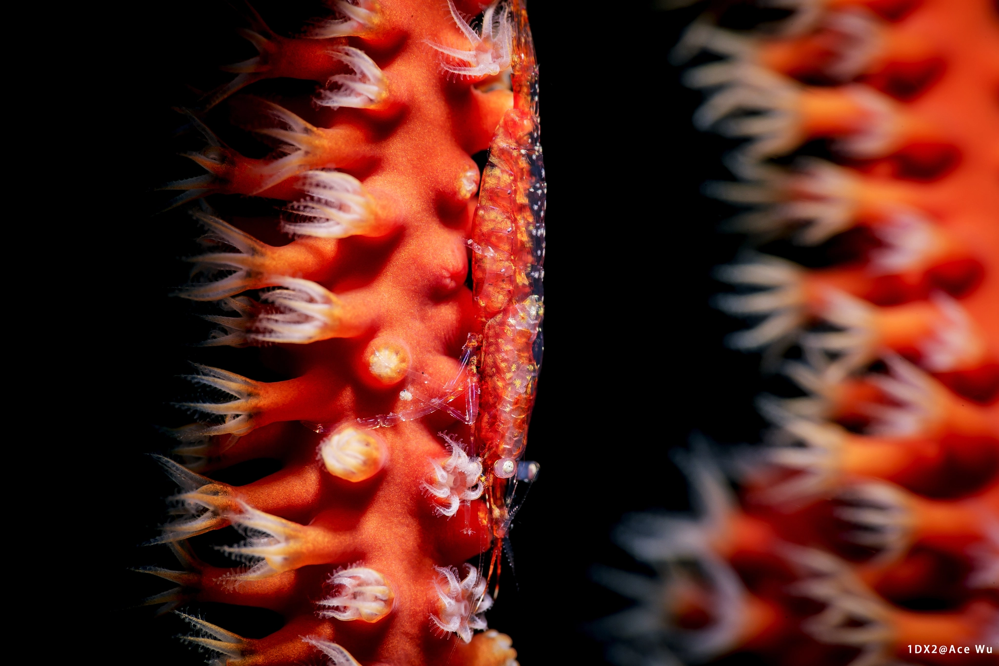 Canon EF 100mm F2.8L Macro IS USM sample photo. Mixing photography