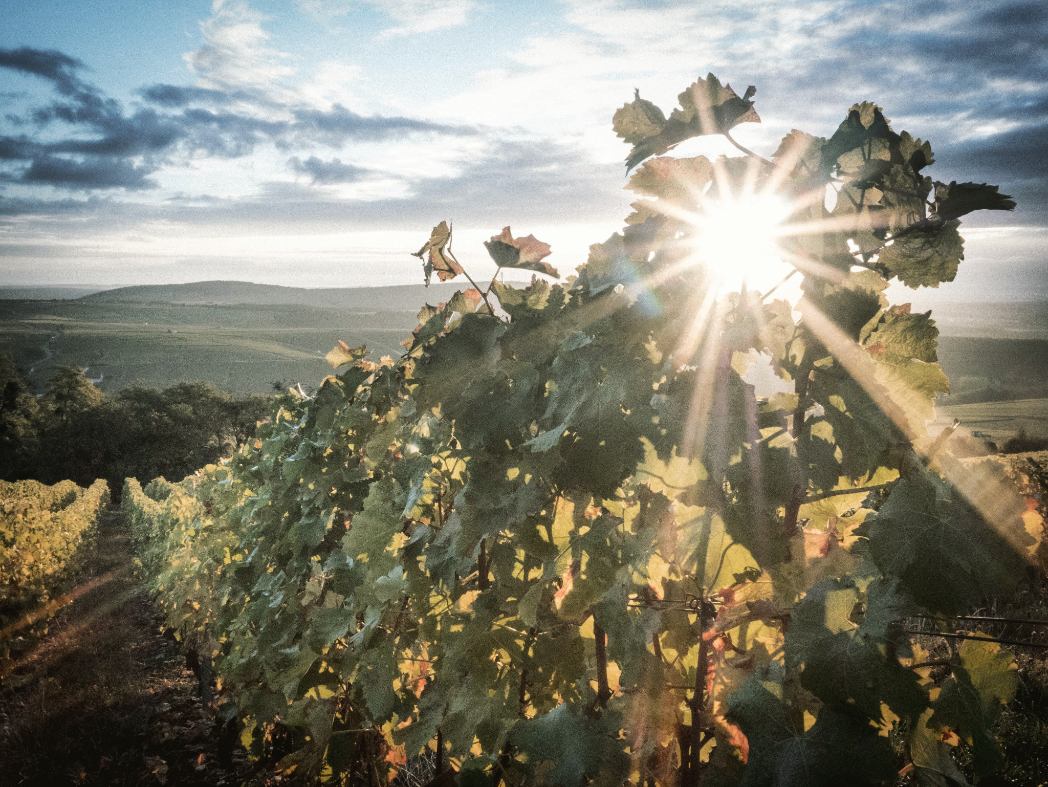 Panasonic Lumix DMC-GX85 (Lumix DMC-GX80 / Lumix DMC-GX7 Mark II) sample photo. "haut de vignes" - sancerre - france photography