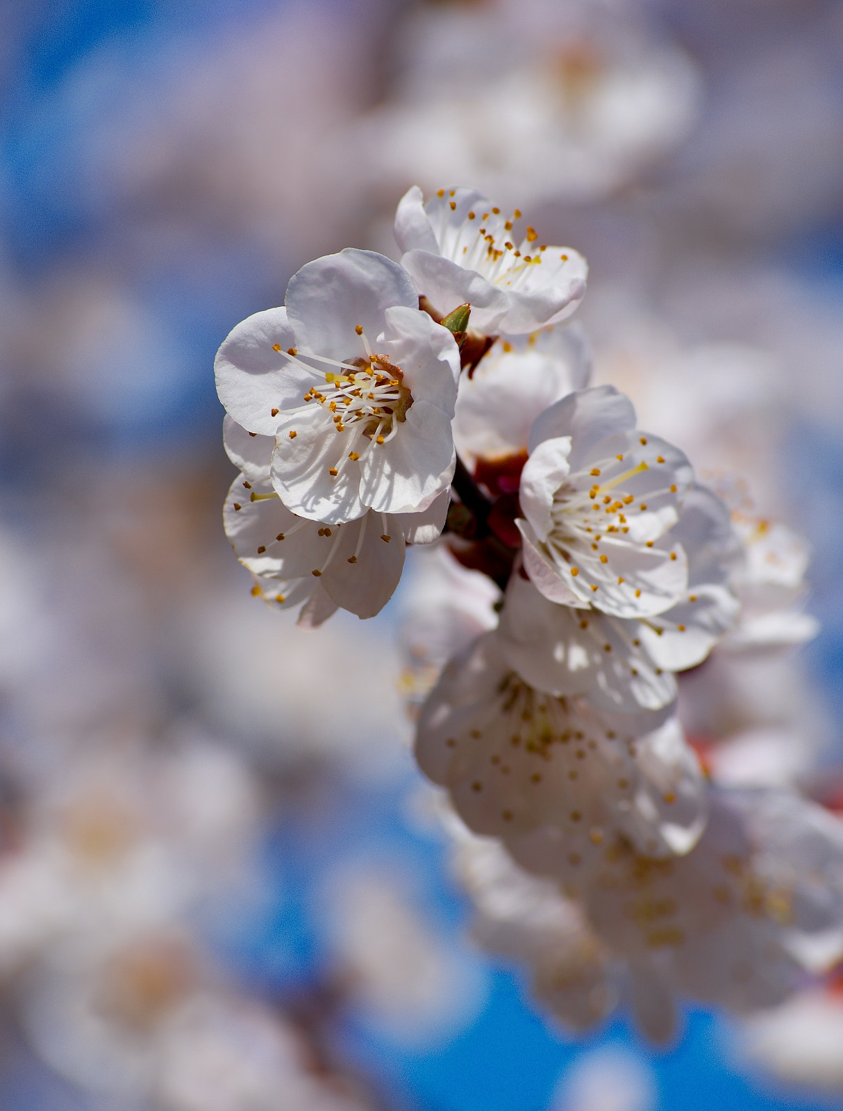 Nikon D7200 sample photo. Springtime photography