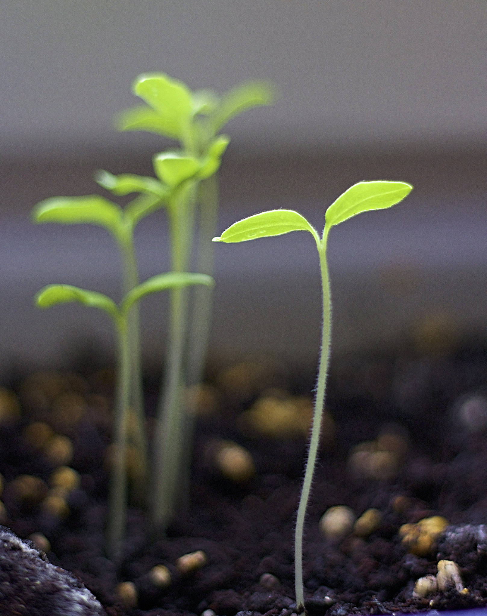 Canon EOS 100D (EOS Rebel SL1 / EOS Kiss X7) + Canon EF 50mm F1.8 STM sample photo. Planting tomatoes indoor :) photography