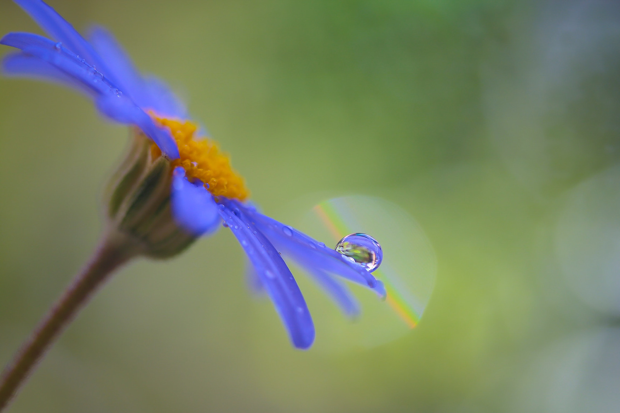 Canon EOS 760D (EOS Rebel T6s / EOS 8000D) + Canon EF-S 60mm F2.8 Macro USM sample photo. It's okay to cry. a rainbow can be seen after tears *✧ photography