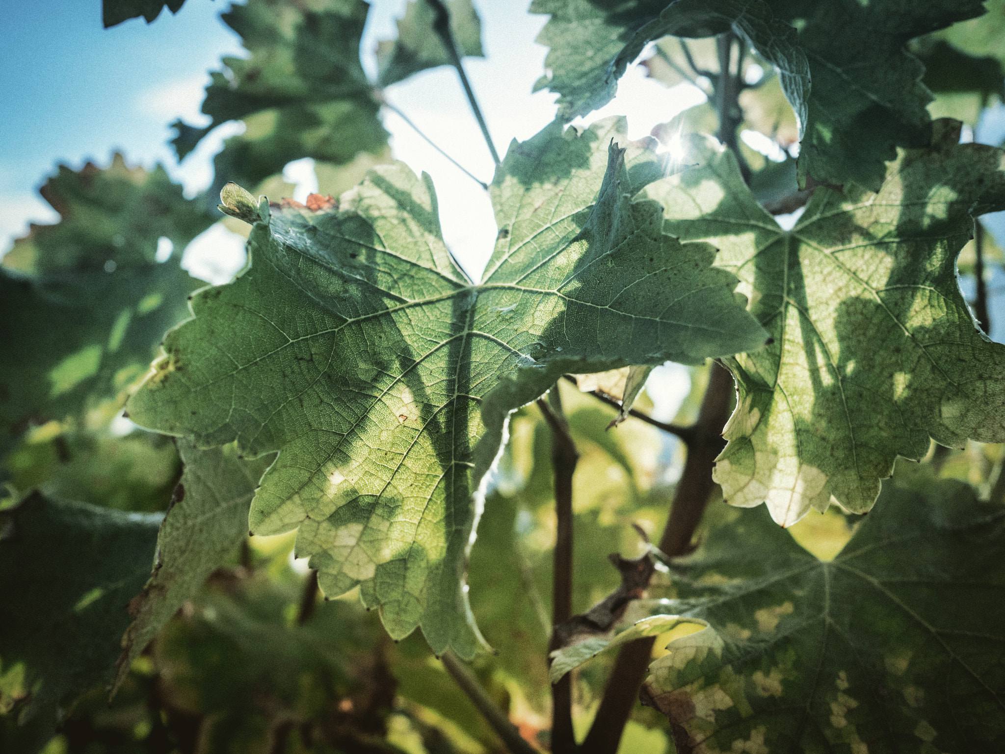 Panasonic Lumix DMC-GX85 (Lumix DMC-GX80 / Lumix DMC-GX7 Mark II) + Olympus M.Zuiko Digital 17mm F1.8 sample photo. "nervures viticoles" - sancerre - france photography