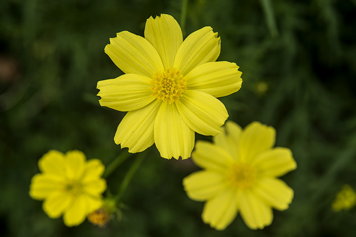 Nikon AF Nikkor 24-85mm F2.8-4D IF sample photo