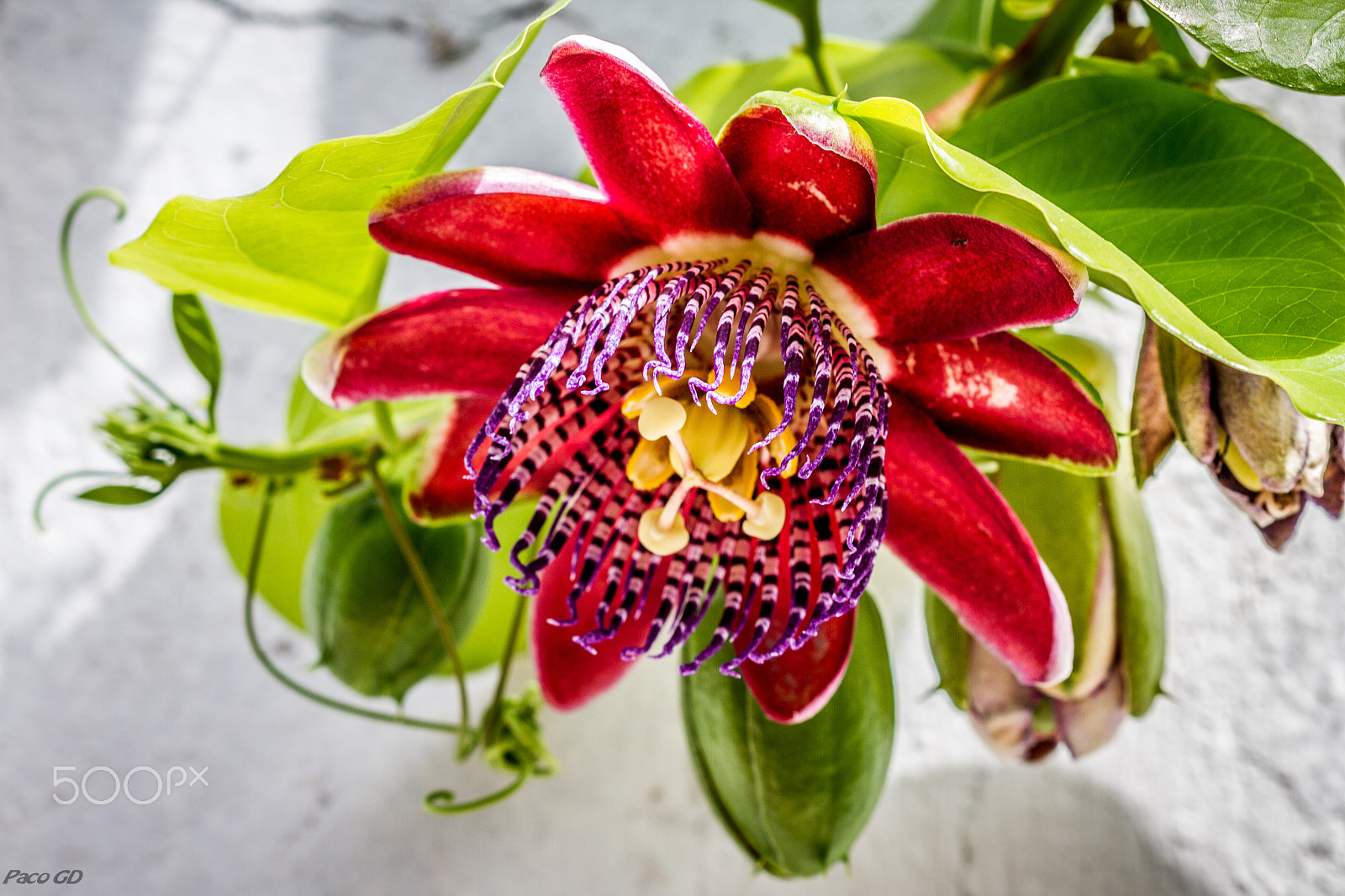 Canon EF 100mm F2.8 Macro USM sample photo. Passiflora photography