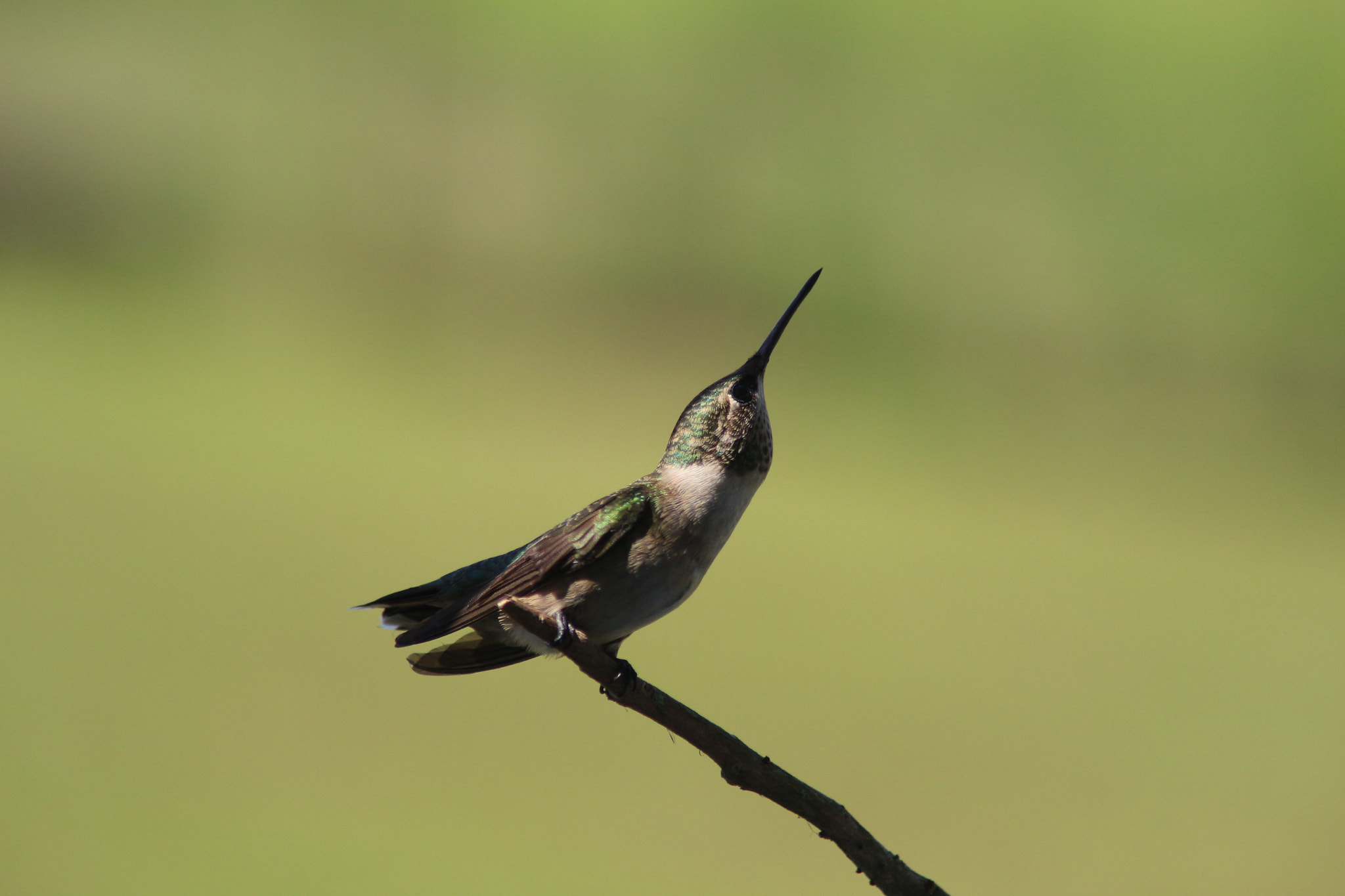 Tamron AF 28-200mm F3.8-5.6 XR Di Aspherical (IF) Macro sample photo. Sweet hummingbird photography