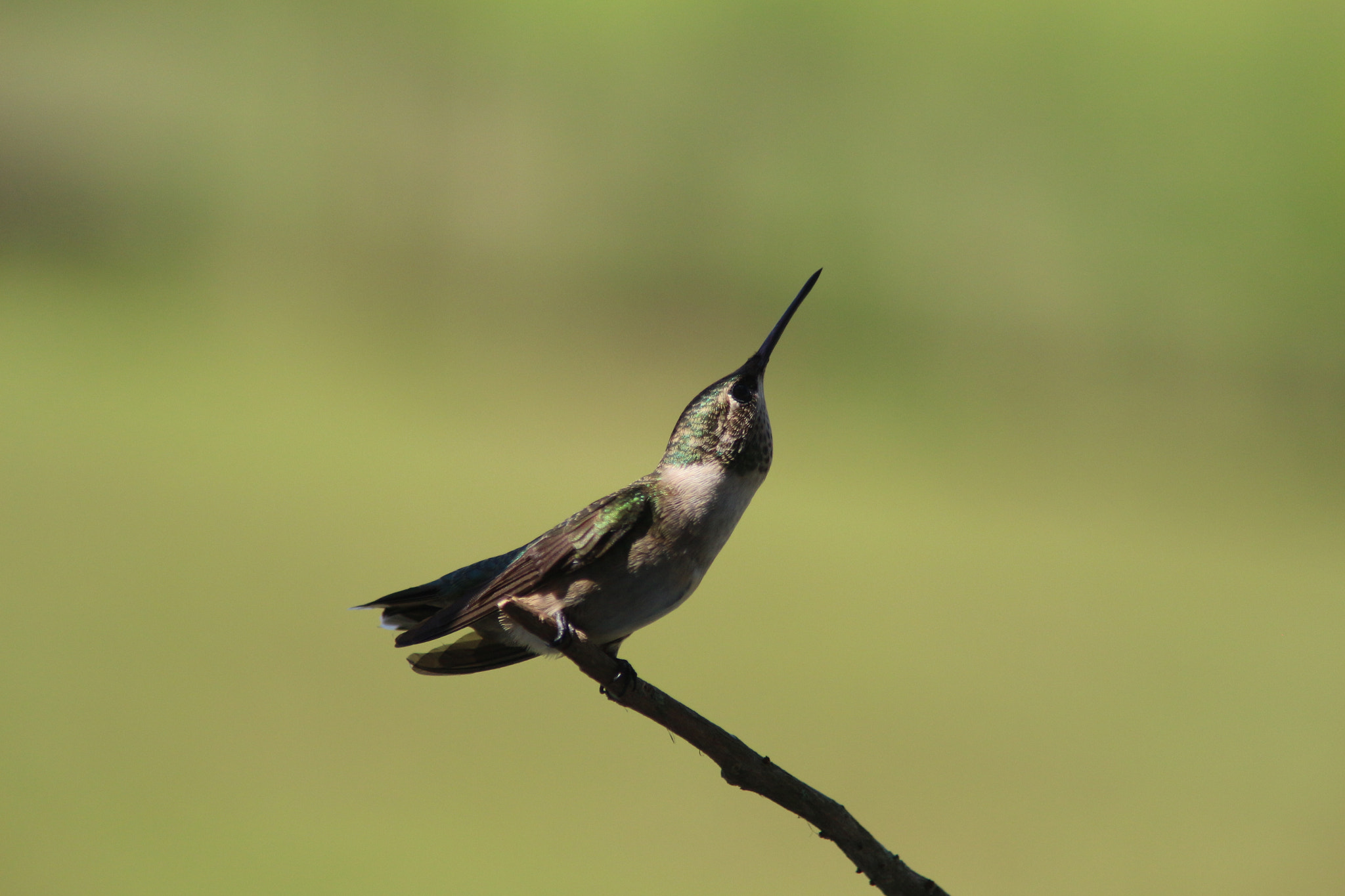 Canon EOS 700D (EOS Rebel T5i / EOS Kiss X7i) + Tamron AF 28-200mm F3.8-5.6 XR Di Aspherical (IF) Macro sample photo. Sweet hummingbird photography