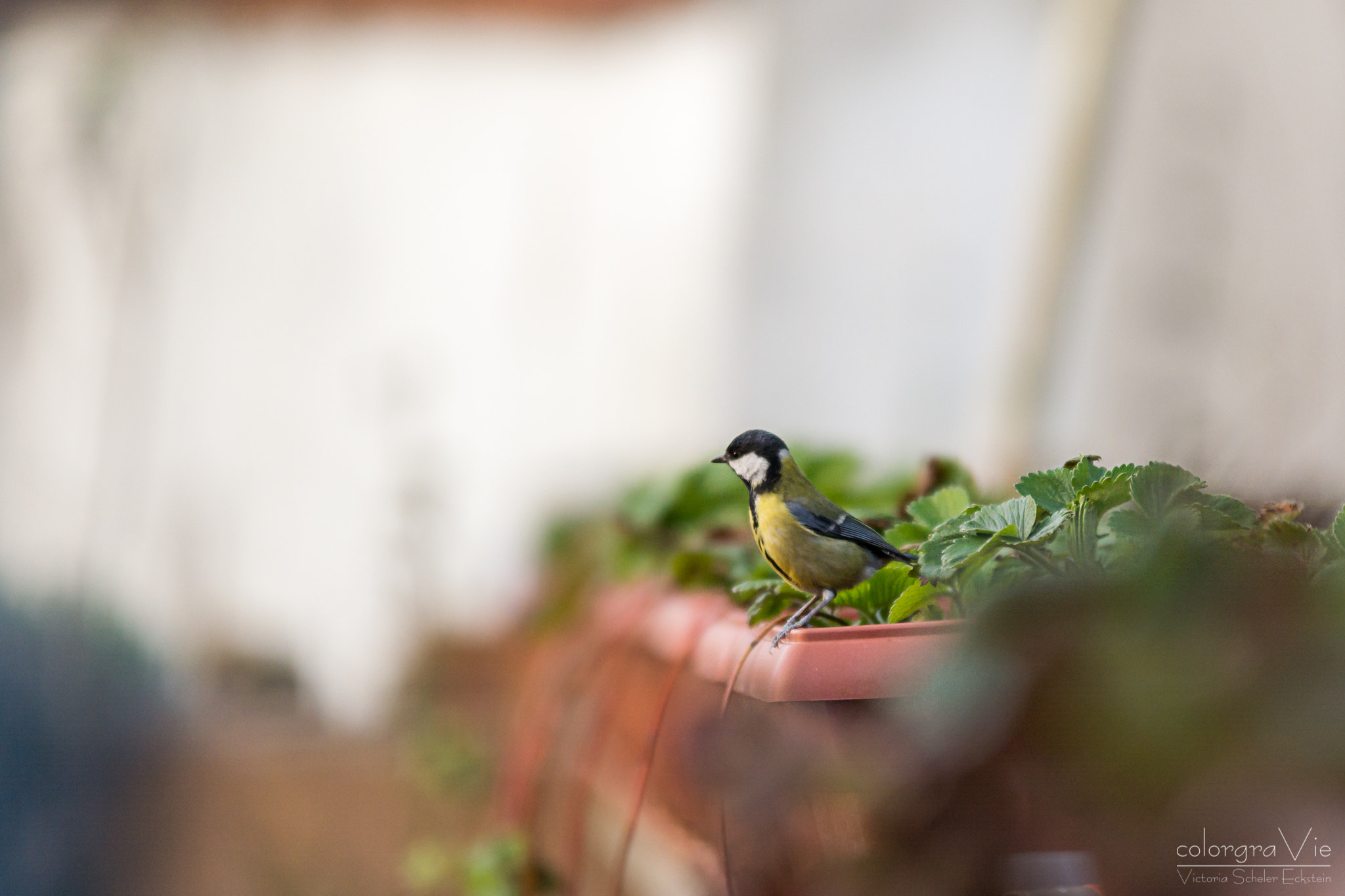 Nikon D5200 + Sigma 70-200mm F2.8 EX DG OS HSM sample photo. Curious great tit photography