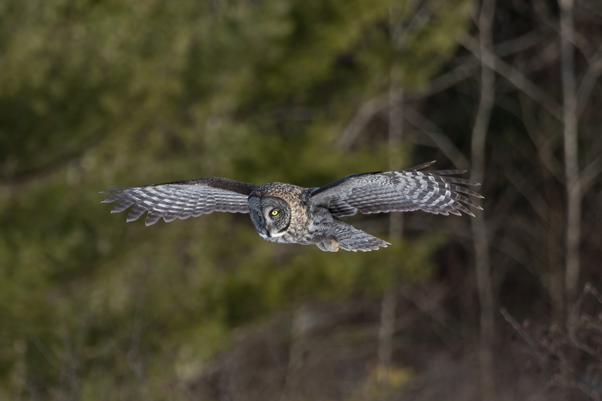 Canon EOS 6D + Canon EF 100-400mm F4.5-5.6L IS USM sample photo. Flight of the great gray photography