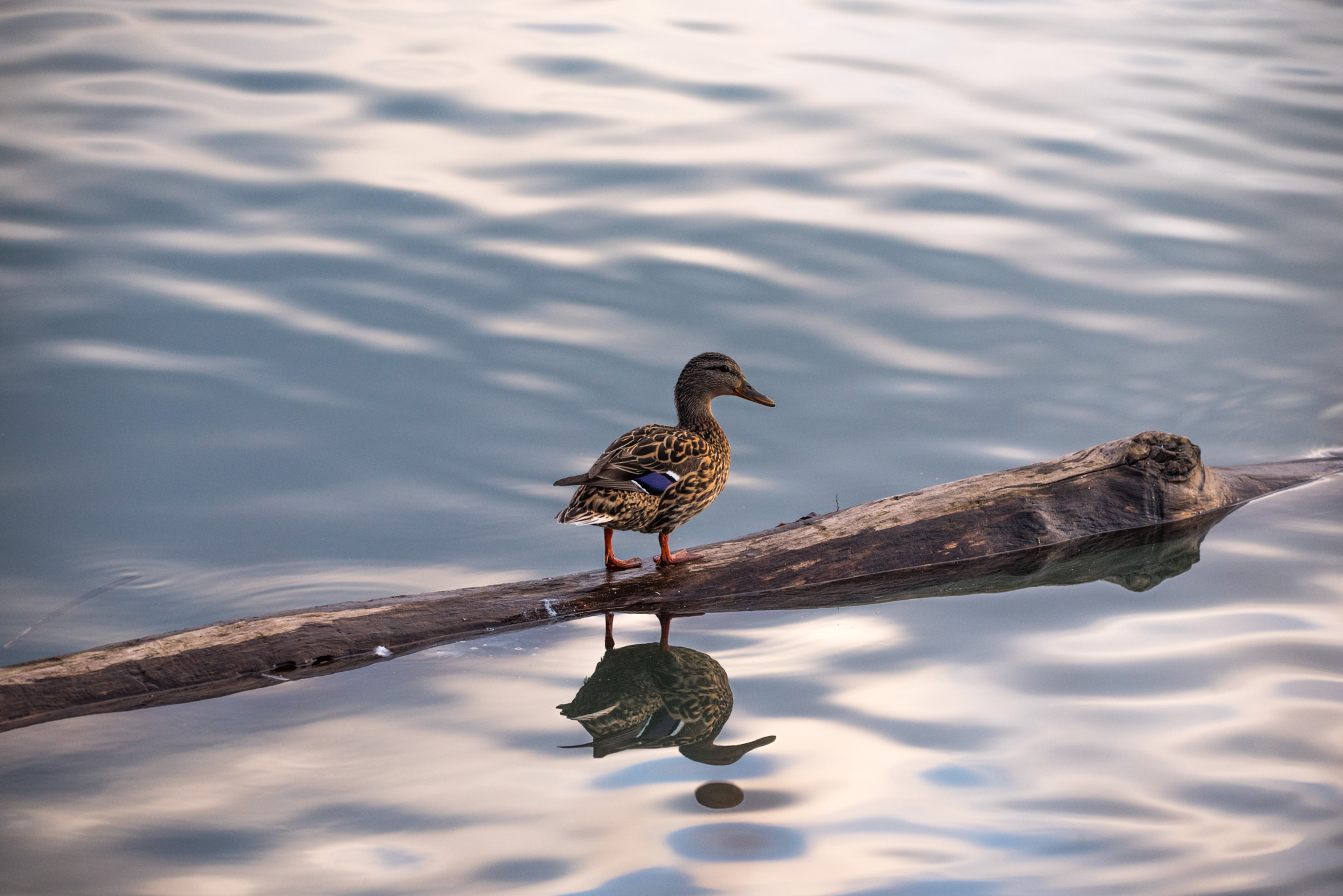 Sigma 150-600mm F5-6.3 DG OS HSM | C sample photo. The reflection photography