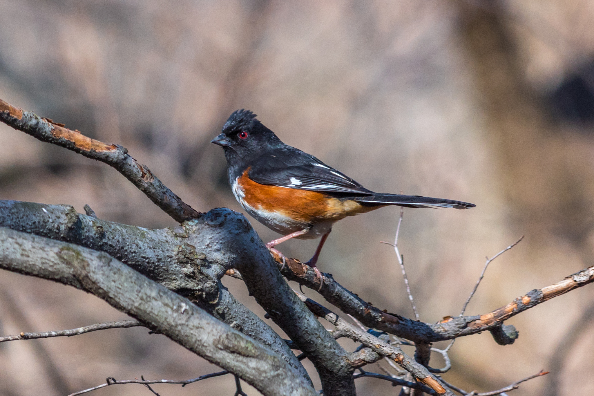 Canon EF-S 55-250mm F4-5.6 IS STM sample photo. Eastern towhee photography
