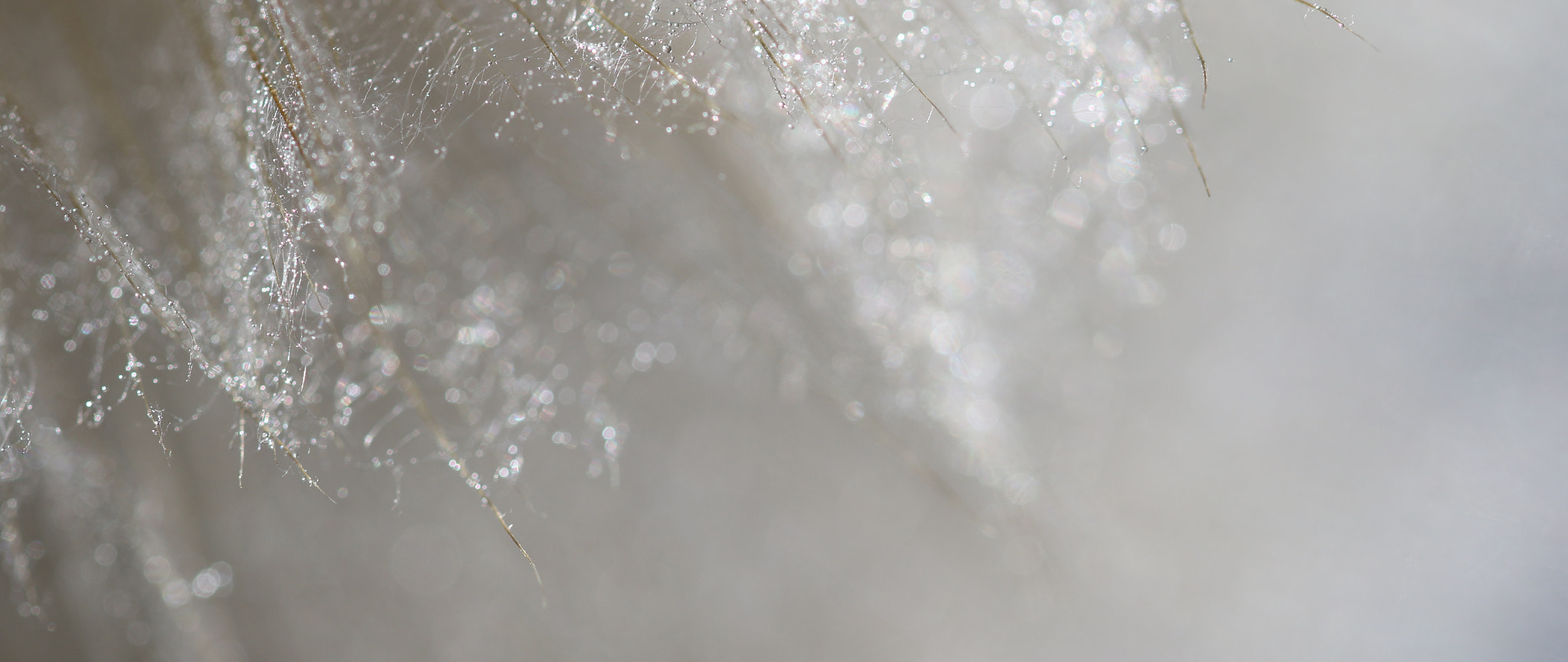 Sigma 105mm F2.8 EX DG OS HSM sample photo. Dandelion sparkles photography