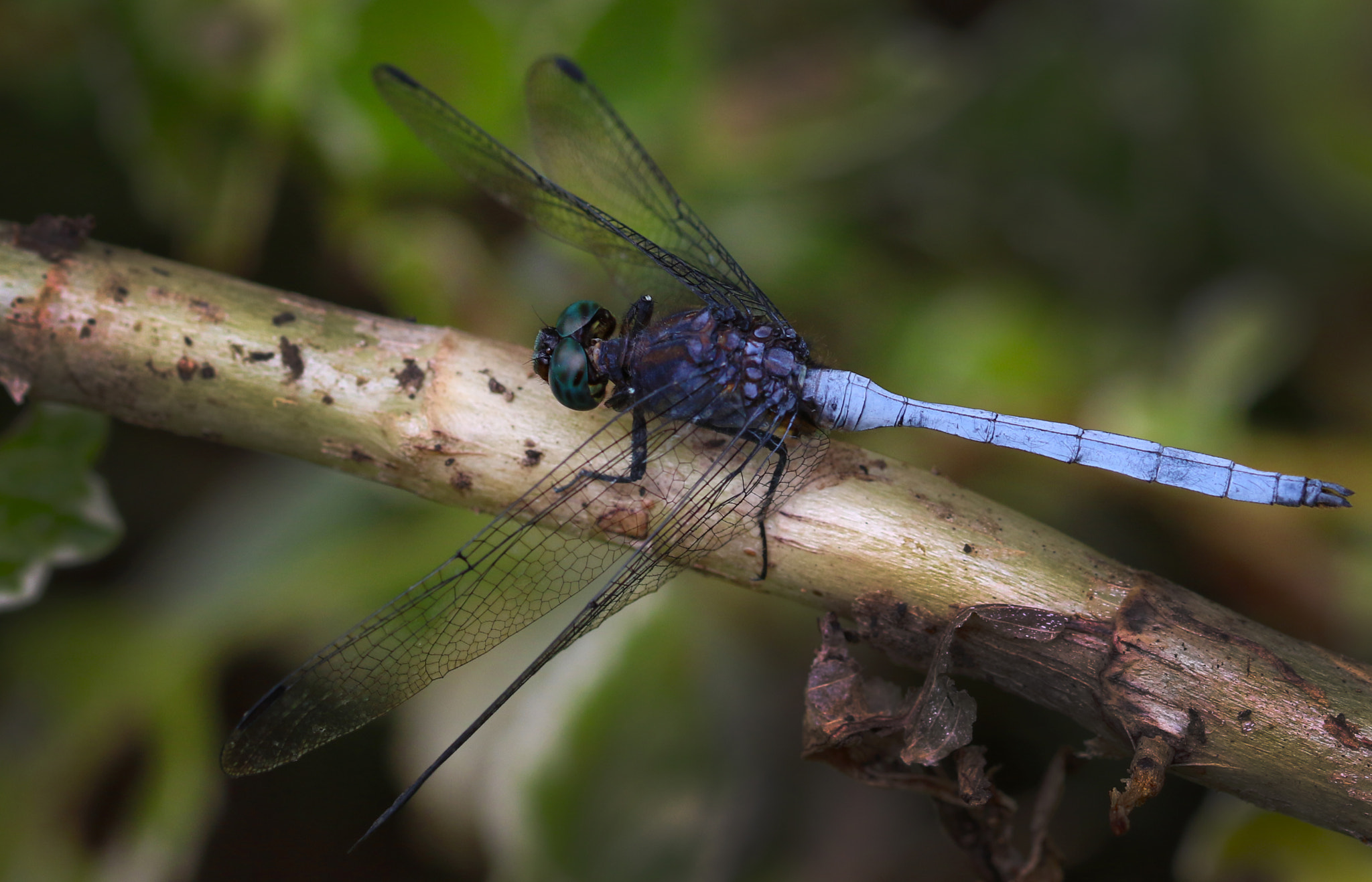 Canon EOS 7D Mark II + Sigma 105mm F2.8 EX DG OS HSM sample photo. Blue dragonfly photography
