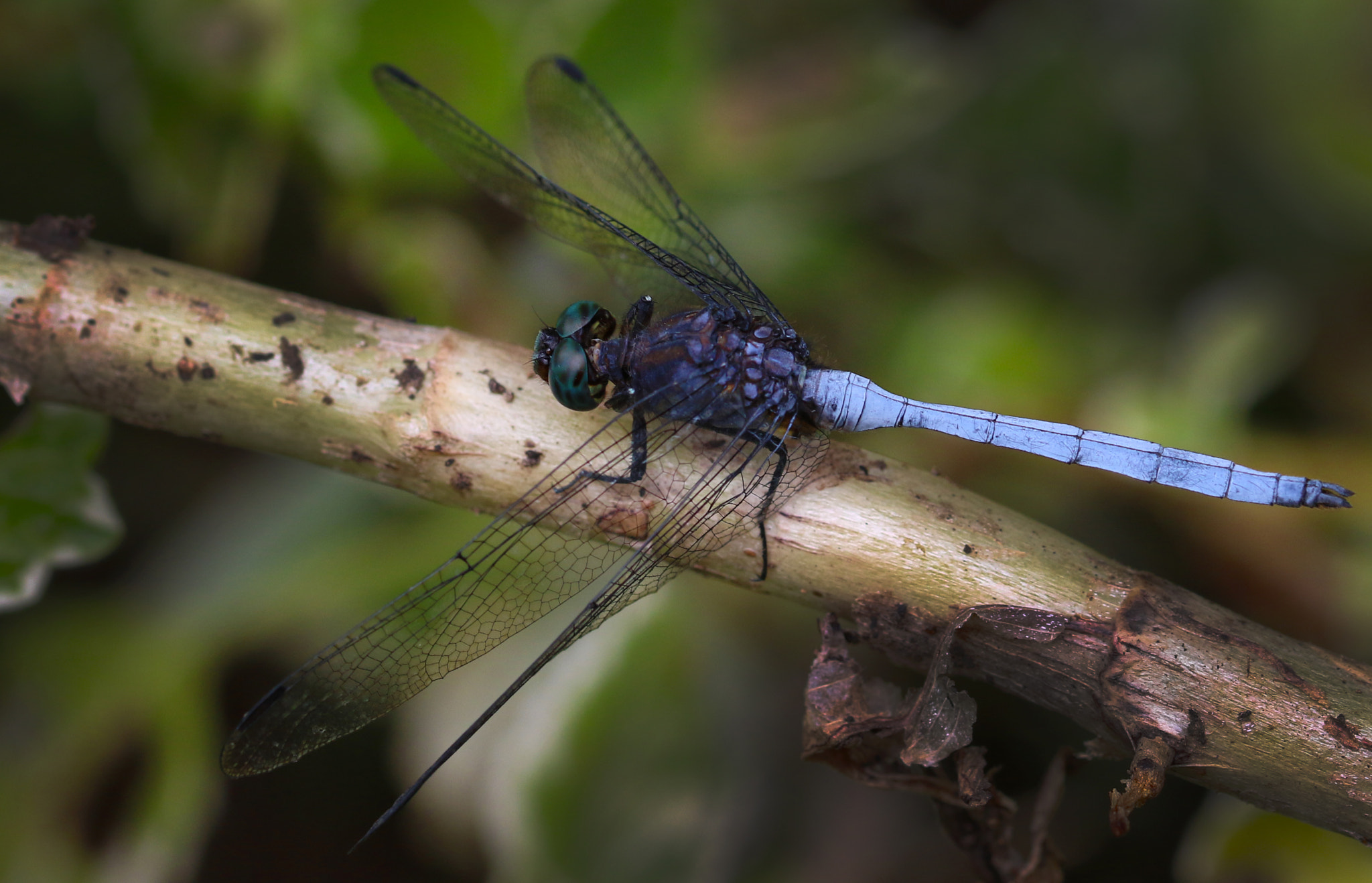 Sigma 105mm F2.8 EX DG OS HSM sample photo. Blue dragonfly photography
