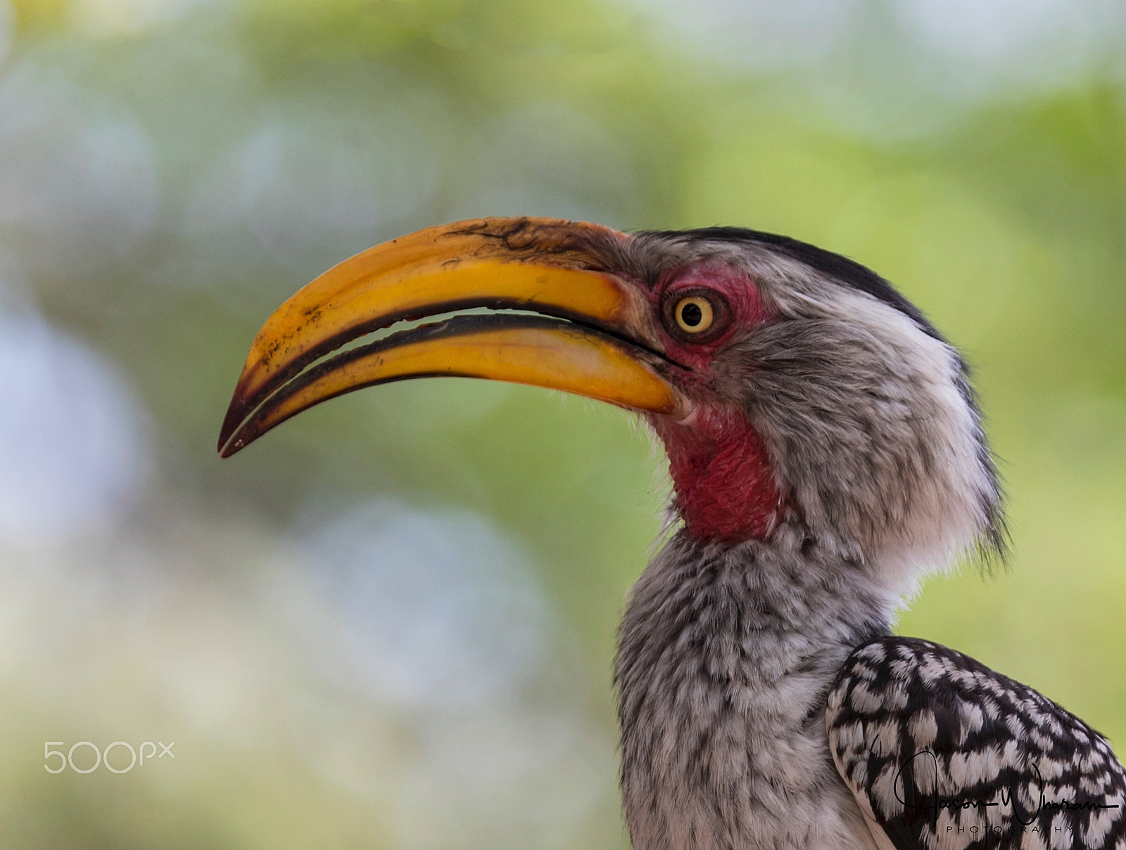 Canon EF 100-400mm F4.5-5.6L IS USM sample photo. Portrait of zazoo photography