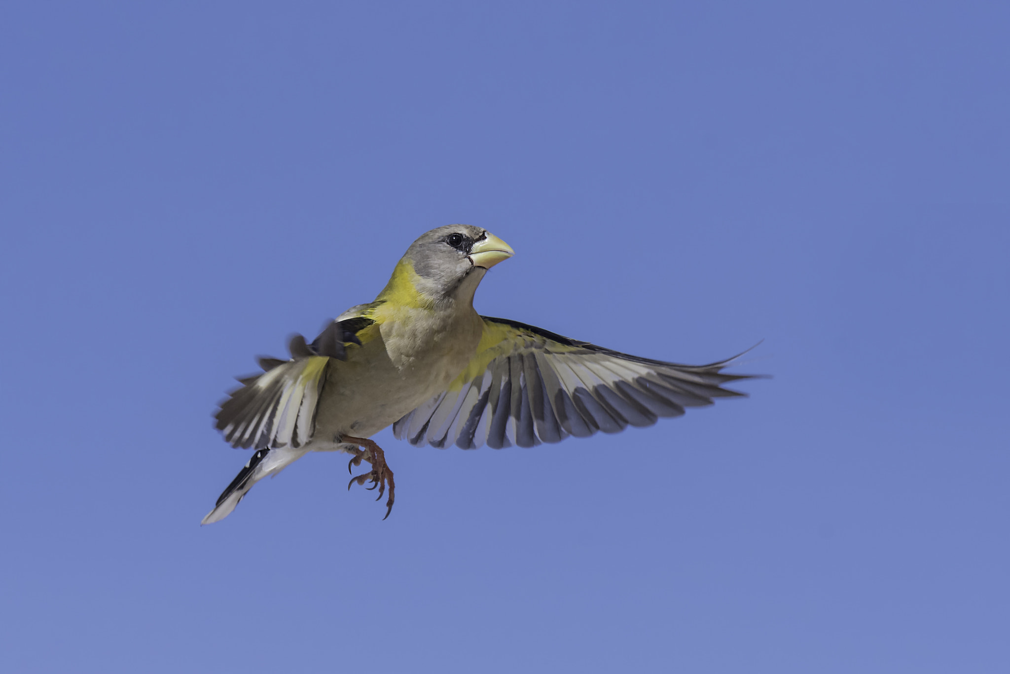 Nikon D500 sample photo. Female grosbeak in flight photography