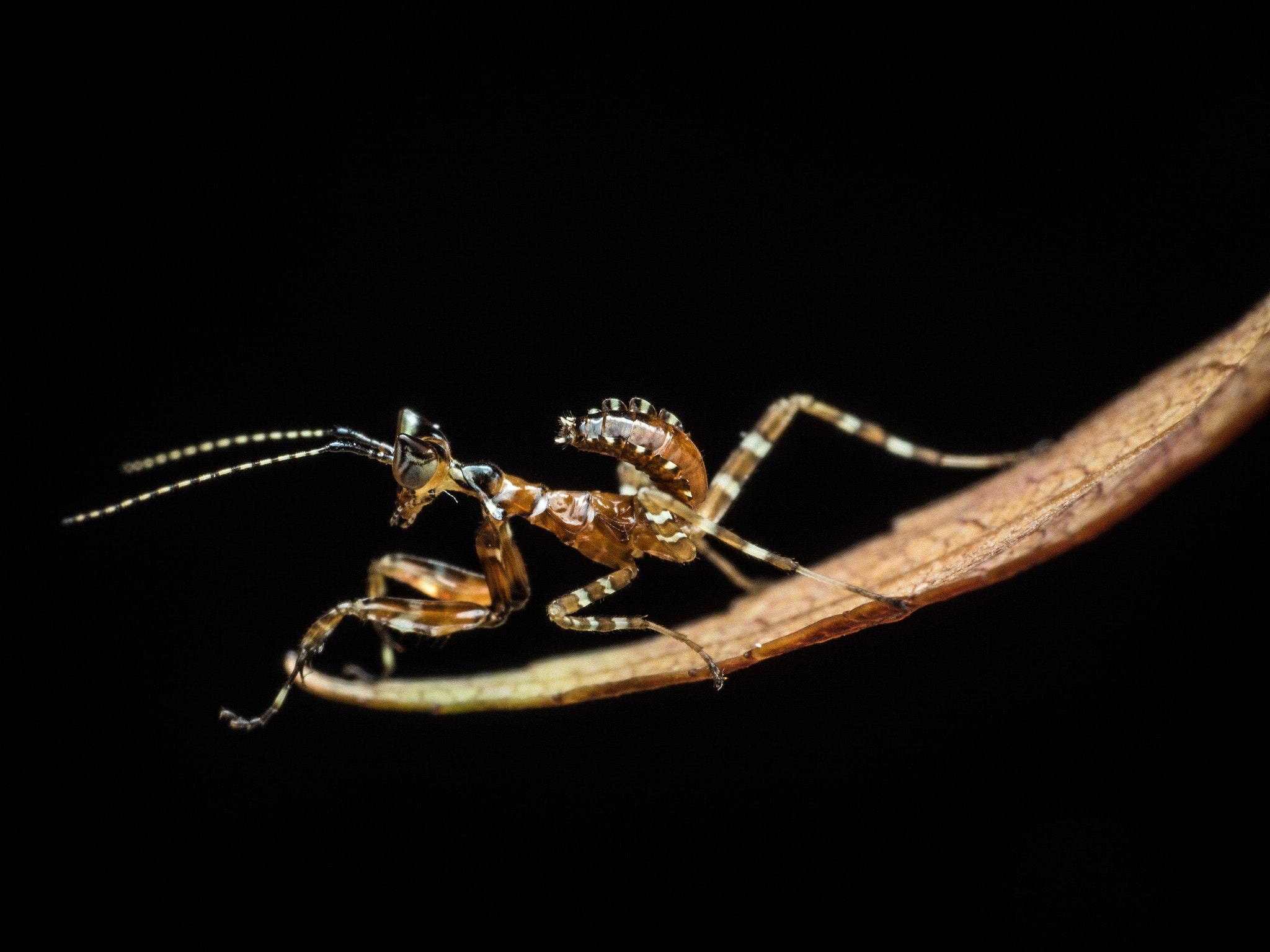 Olympus M.Zuiko Digital ED 60mm F2.8 Macro sample photo. Fast mantis photography