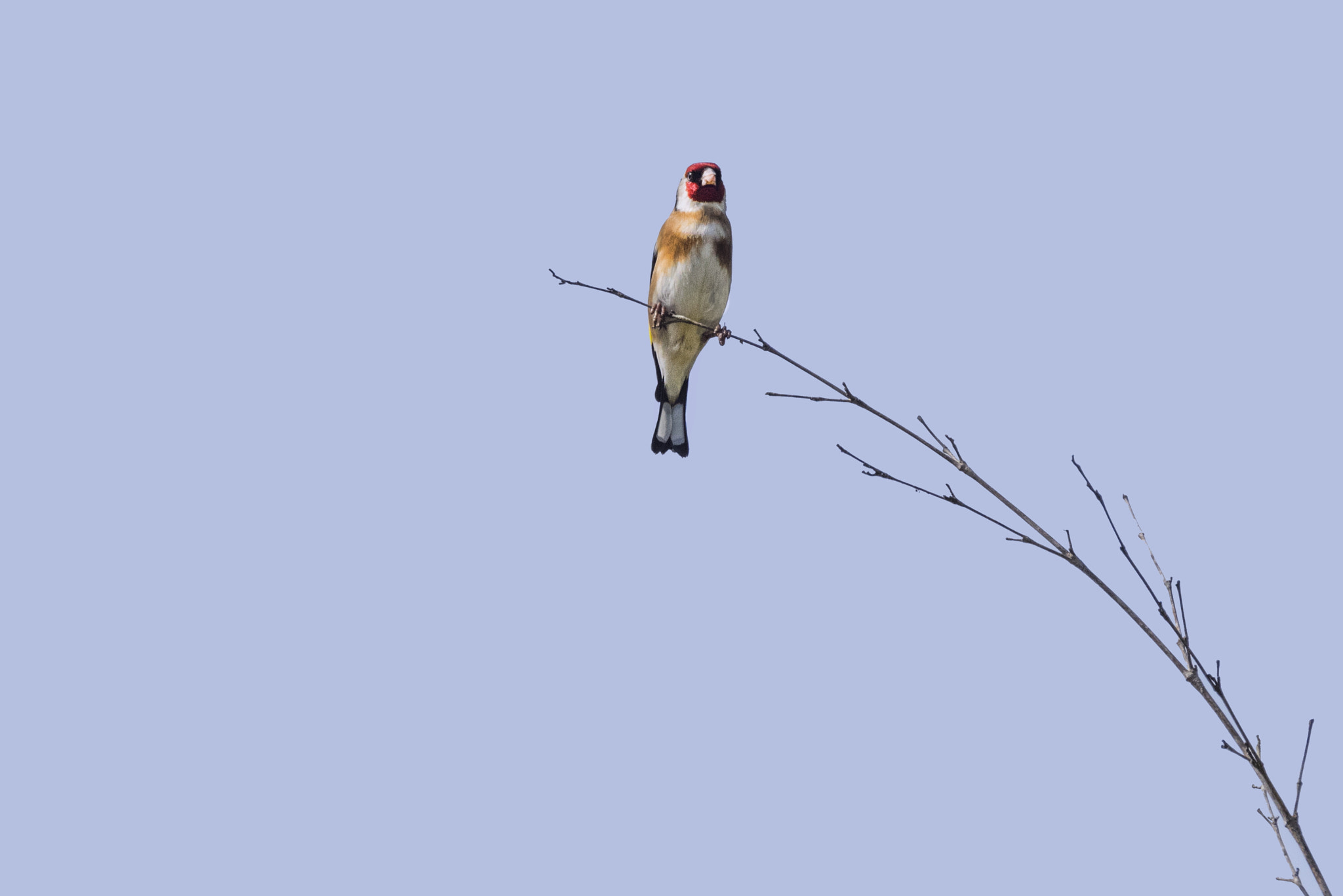 Sigma 150-600mm F5-6.3 DG OS HSM | C sample photo. Wild goldfinch/cardellino/щегол photography