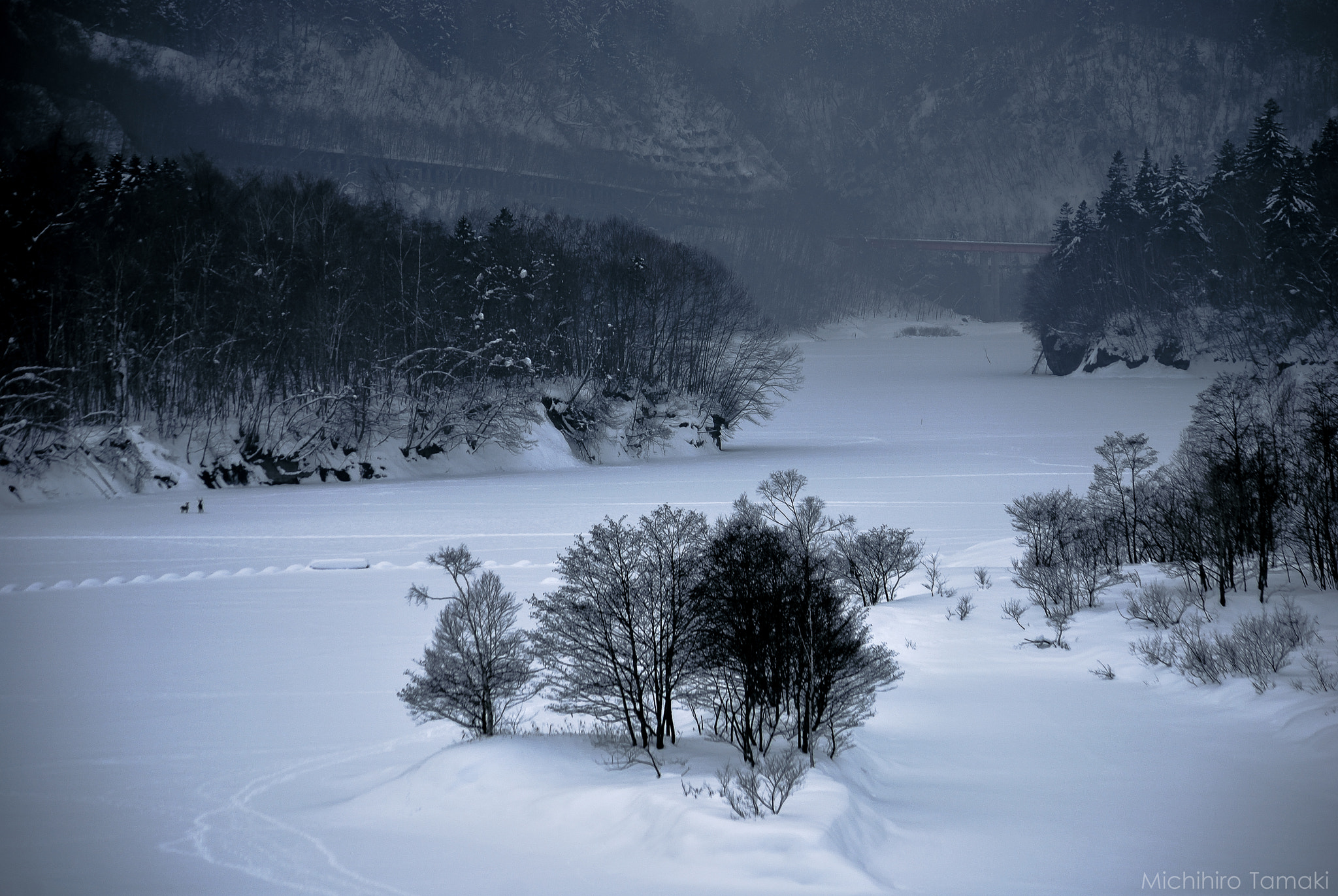 Nikon D60 sample photo. Deer's playground photography