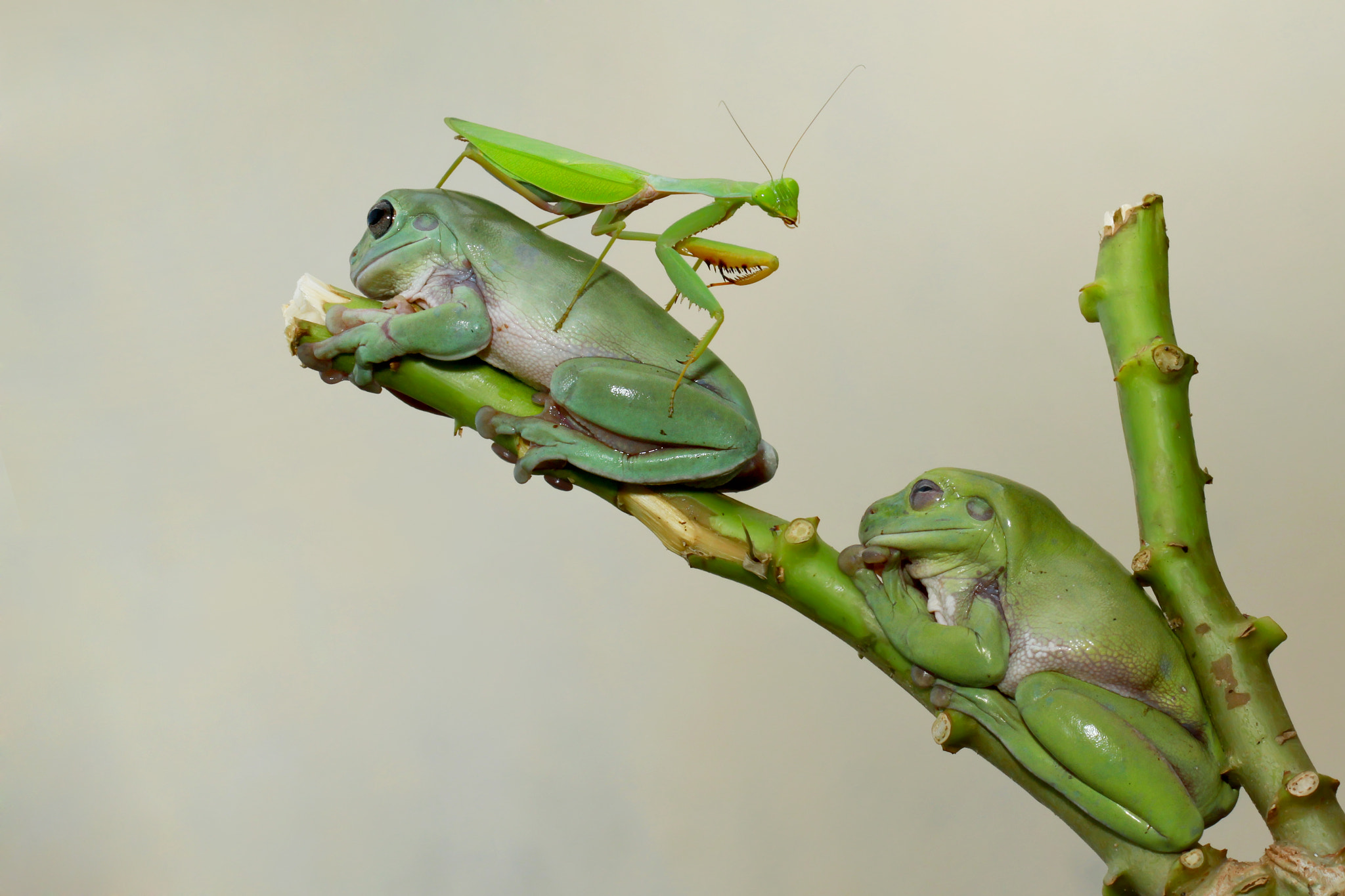 Canon EOS 7D + Canon EF 100mm F2.8 Macro USM sample photo. Two frog & mantis photography