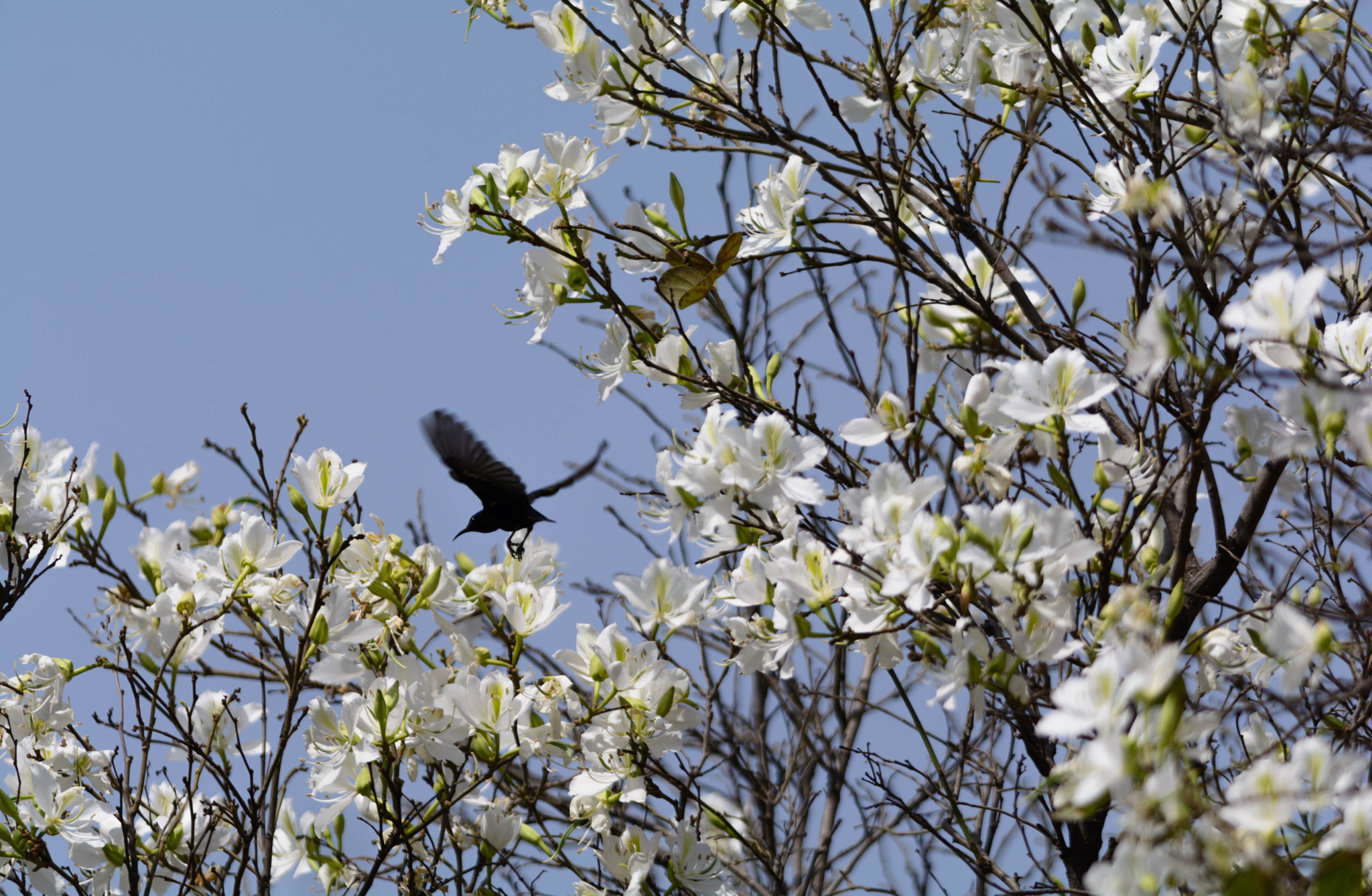 Nikon D7100 + Nikon AF-S Nikkor 300mm F4D ED-IF sample photo. Sun-bird flies photography