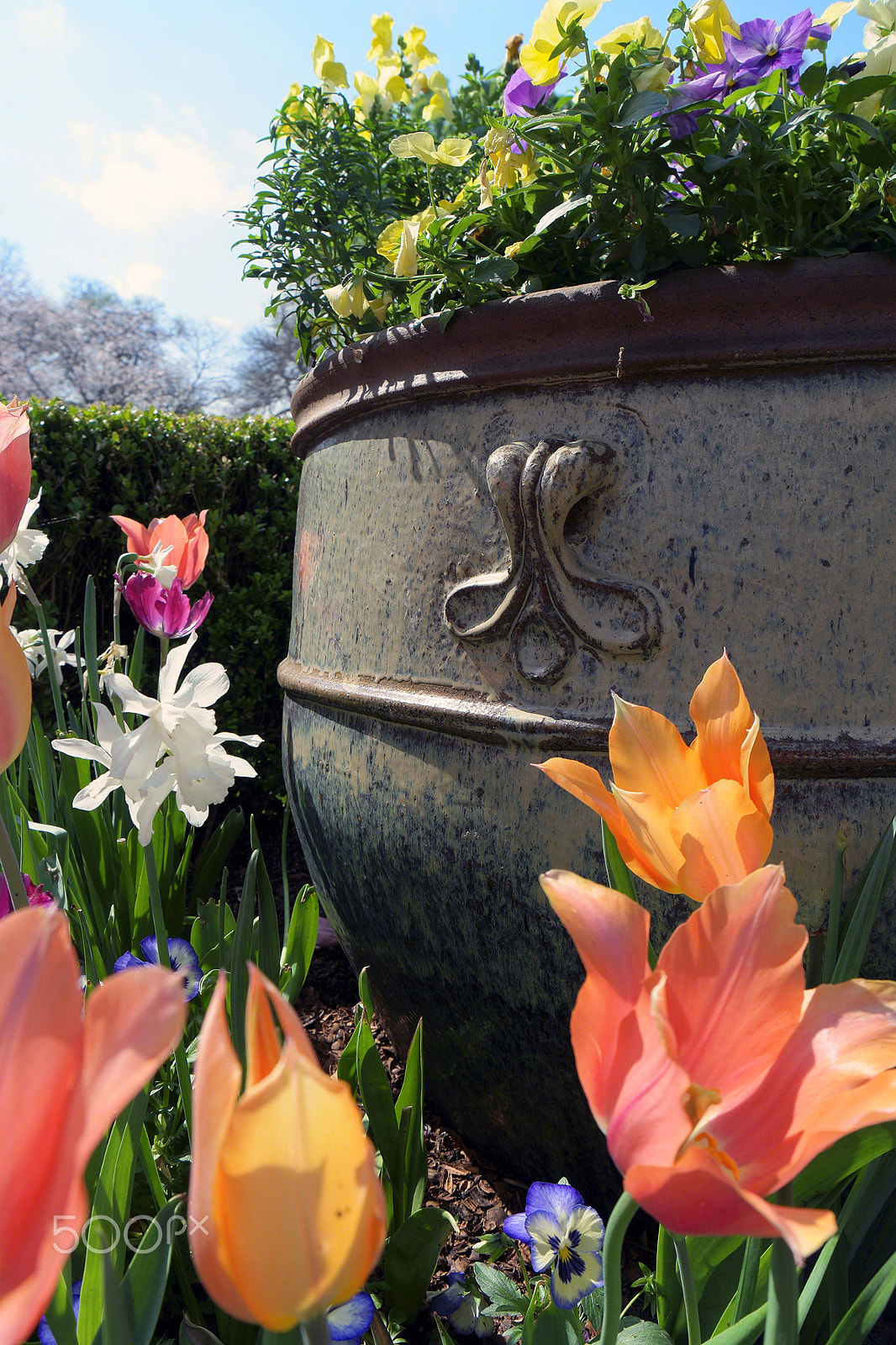 Samsung NX500 + Samsung NX 16-50mm F3.5-5.6 Power Zoom ED OIS sample photo. Urn & tulips, 2017 photography