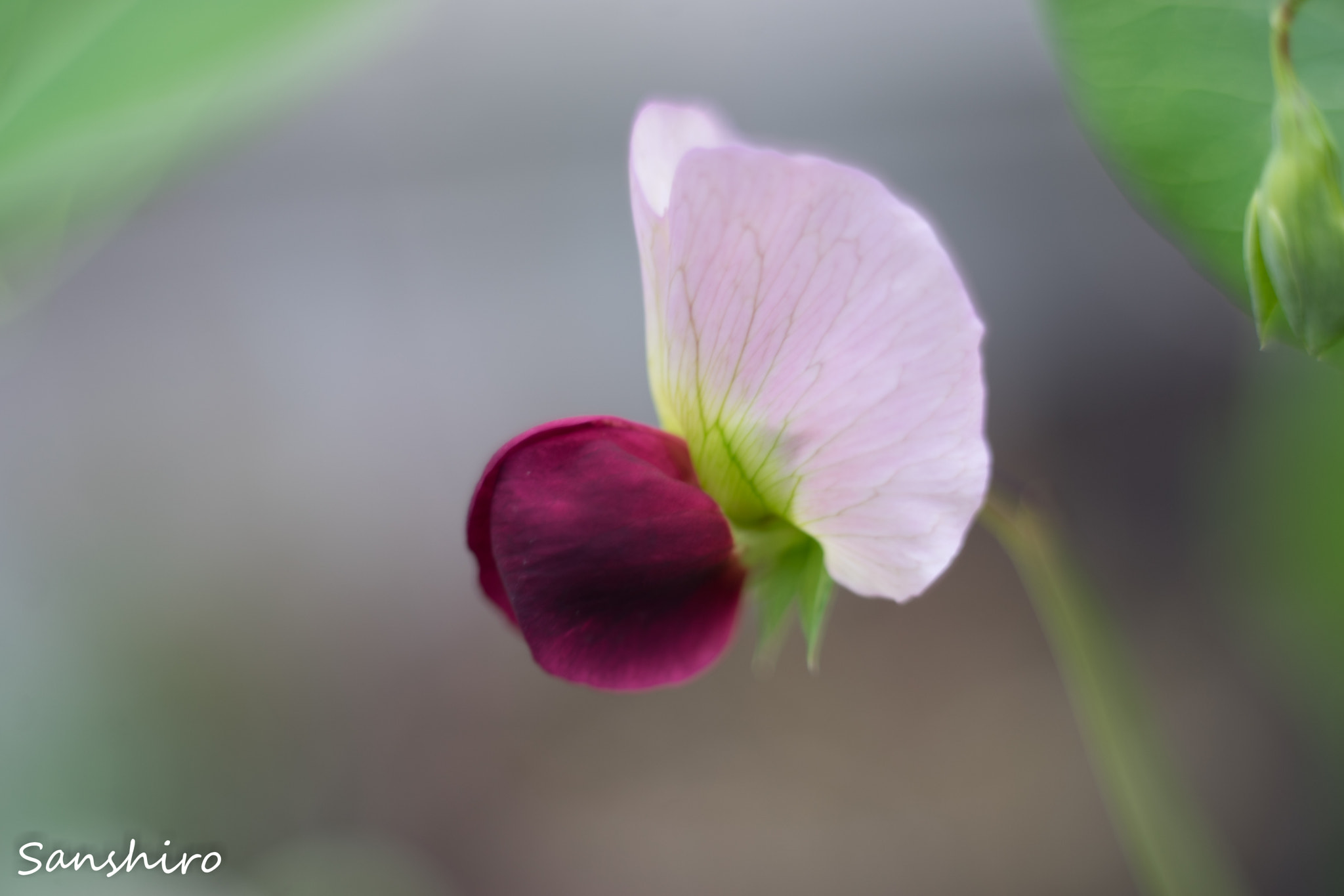 Sony a7 II sample photo. Untitled photography