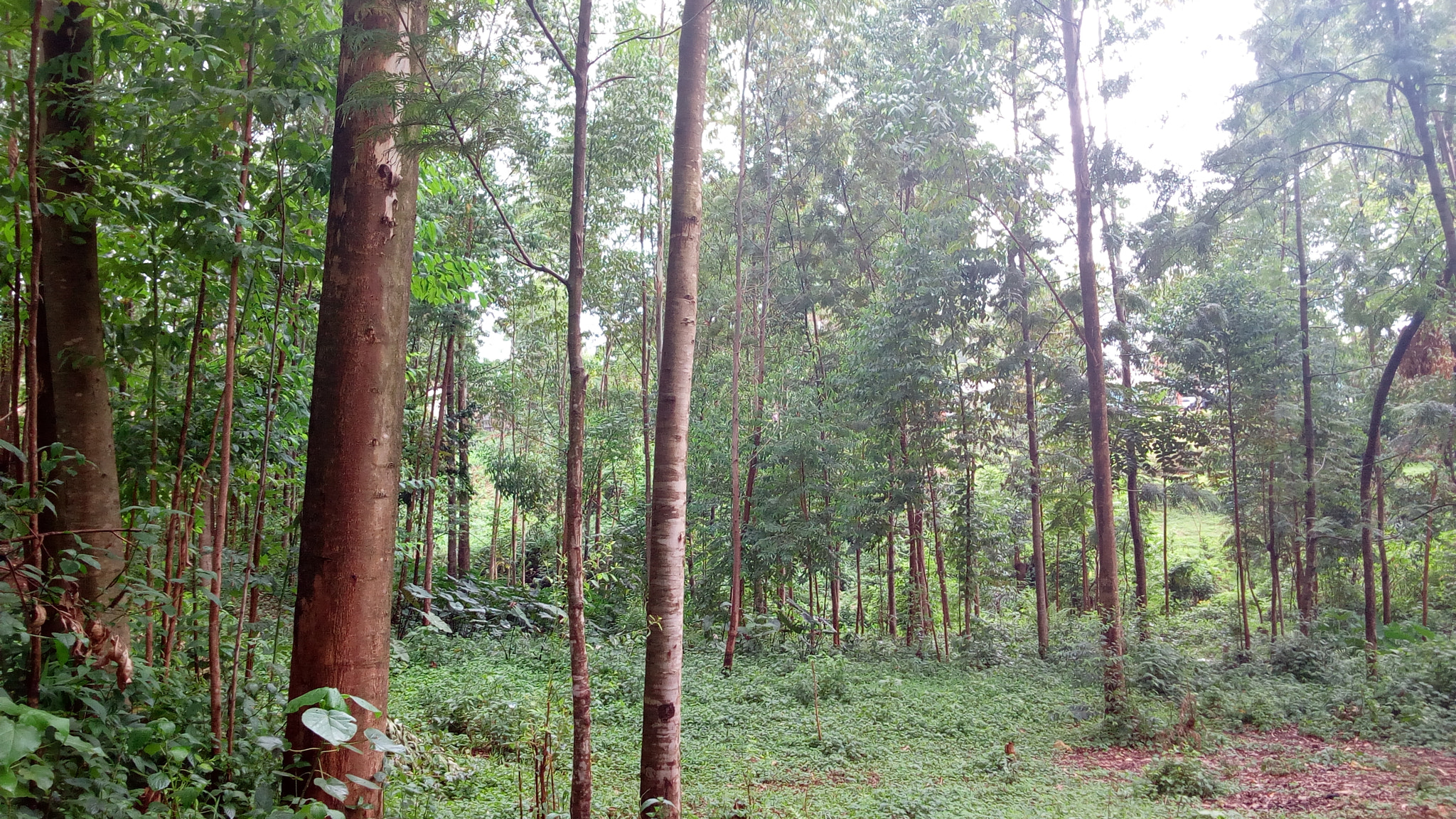 Infinix HOT 4 sample photo. Rainforest  photography